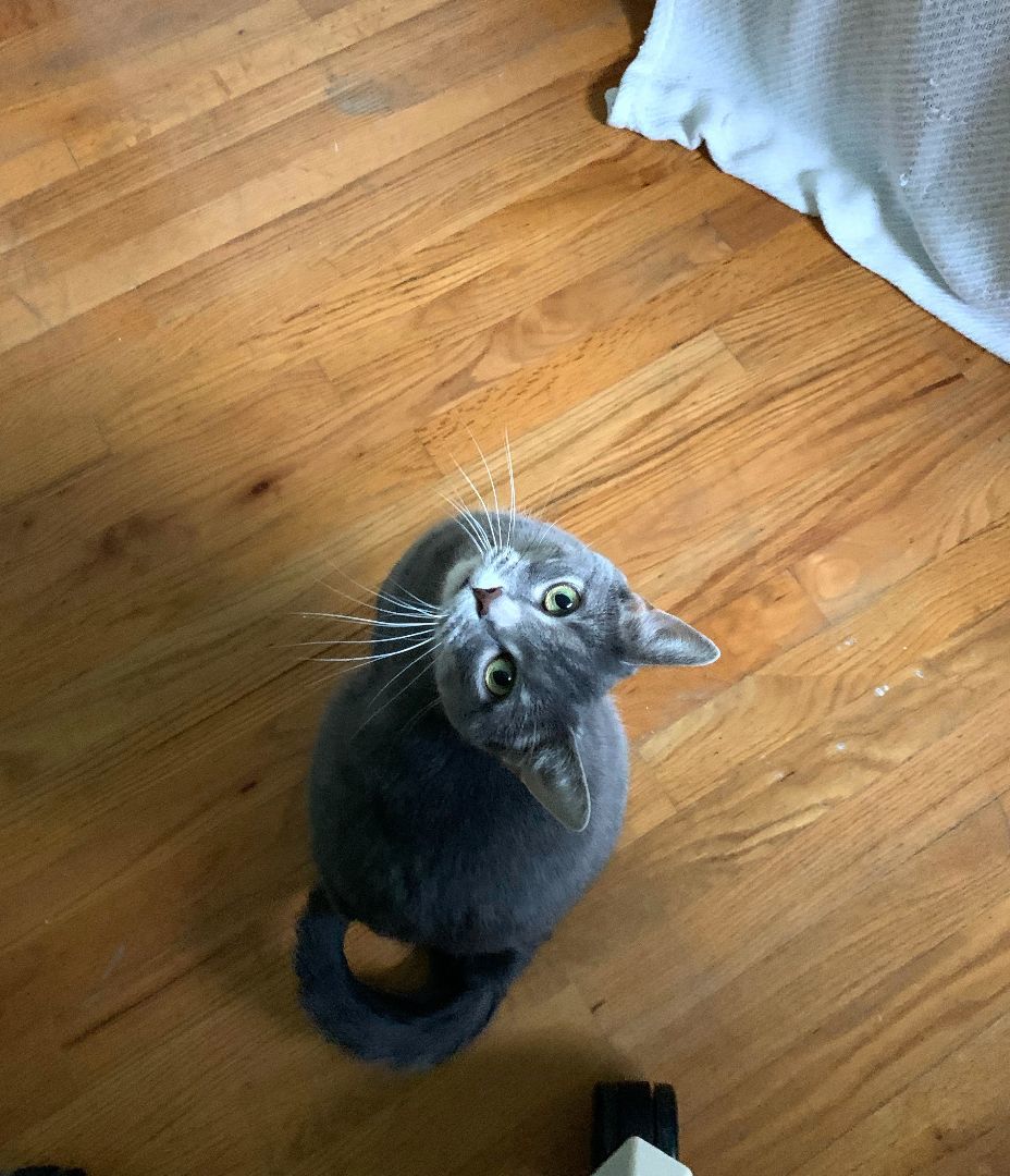 Chloe (CP), Adopted, Adult Female Domestic Short Hair.