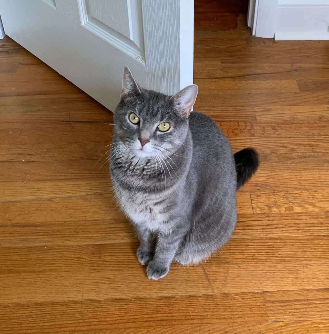 Enlarge Chloe (CP), a Adopted Domestic Short Hair in Boiling Springs, PA image 2/6