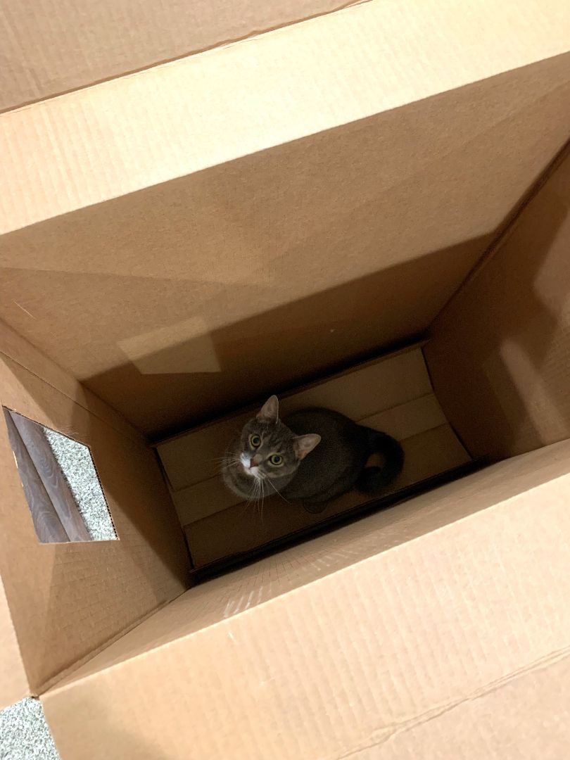 Enlarge Chloe (CP), a Adopted Domestic Short Hair in Boiling Springs, PA image 3/6