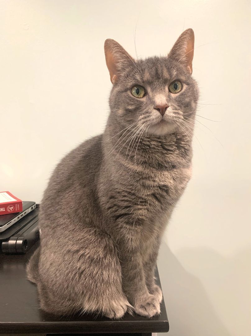 Enlarge Chloe (CP), a Adopted Domestic Short Hair in Boiling Springs, PA image 4/6