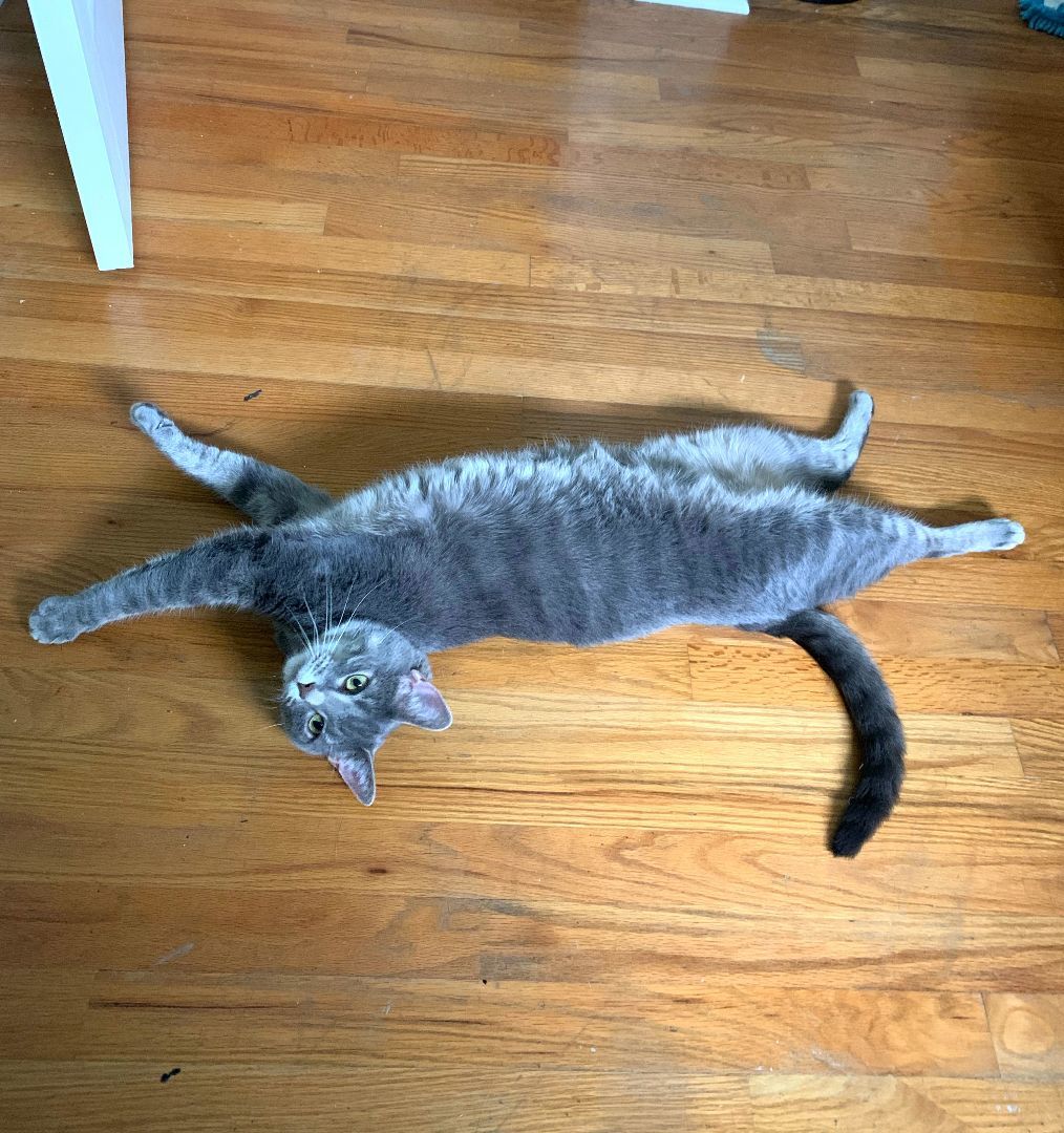 Enlarge Chloe (CP), a Adopted Domestic Short Hair in Boiling Springs, PA image 6/6