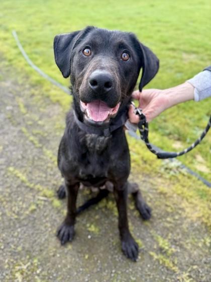 Enlarge Layla, a ADOPTABLE Black Labrador Retriever in Roseburg, OR image 1/1