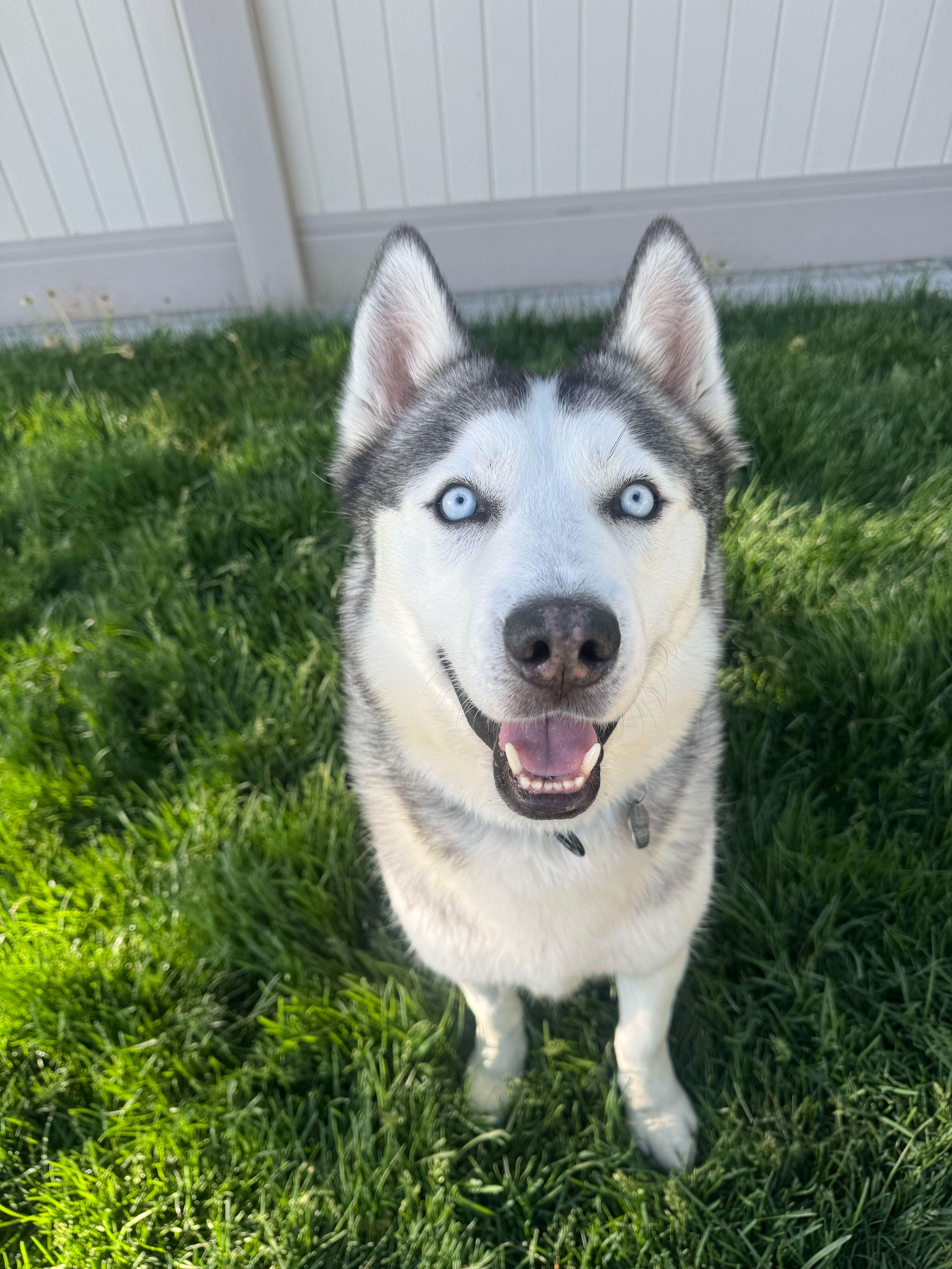 Rocky, Adoptable, Adult Male Siberian Husky.
