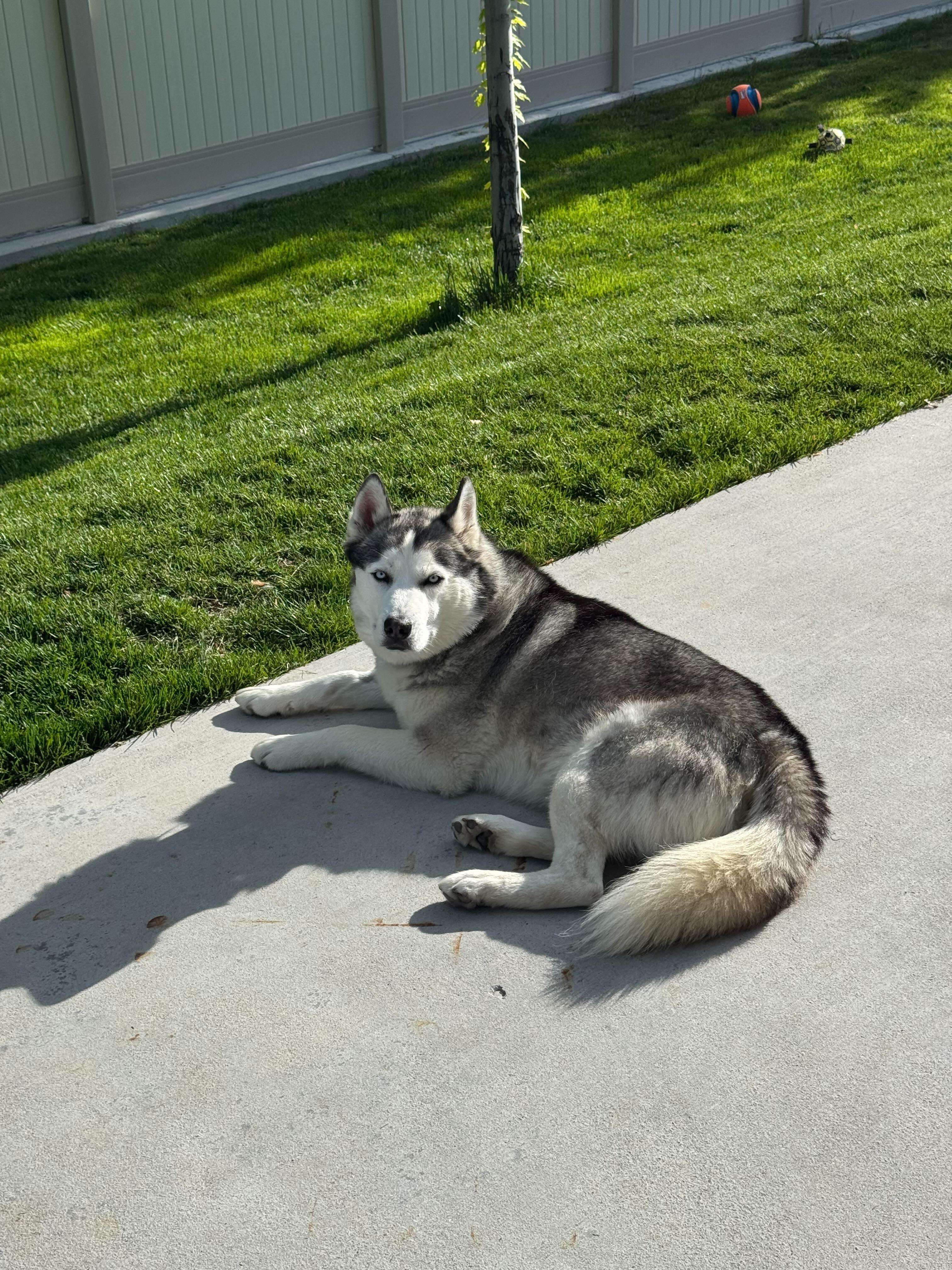 Enlarge Rocky, a Adoptable Siberian Husky in Cottonwood Heights, UT image 2/6