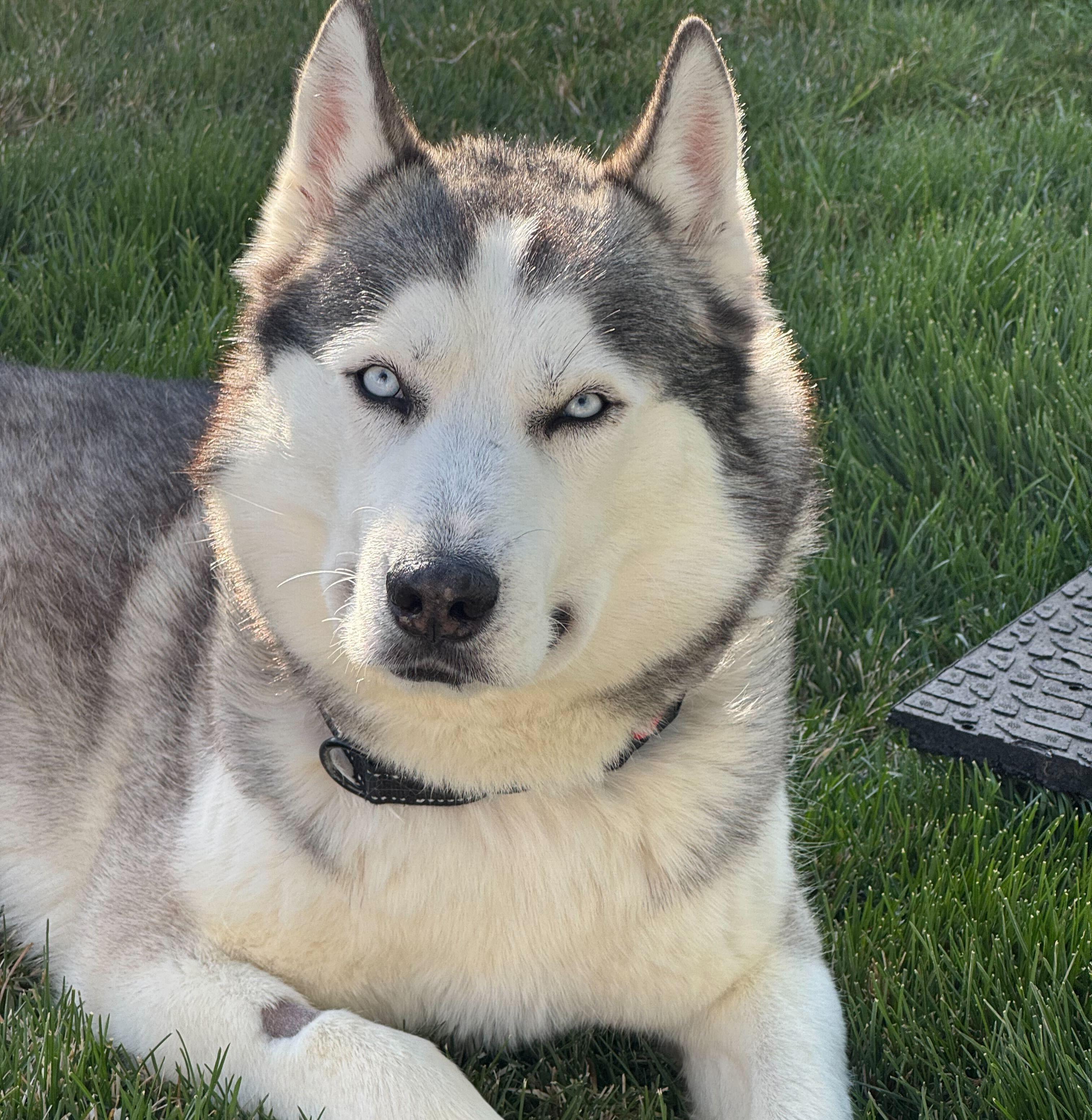Enlarge Rocky, a Adoptable Siberian Husky in Cottonwood Heights, UT image 3/6