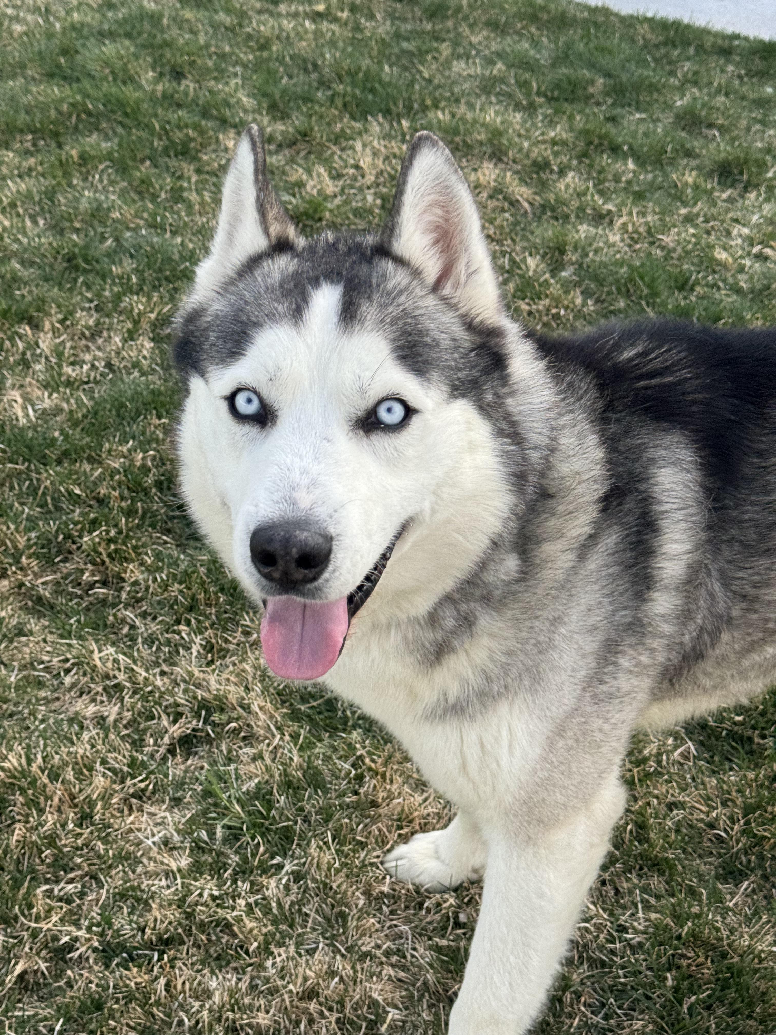 Enlarge Rocky, a Adoptable Siberian Husky in Cottonwood Heights, UT image 4/6