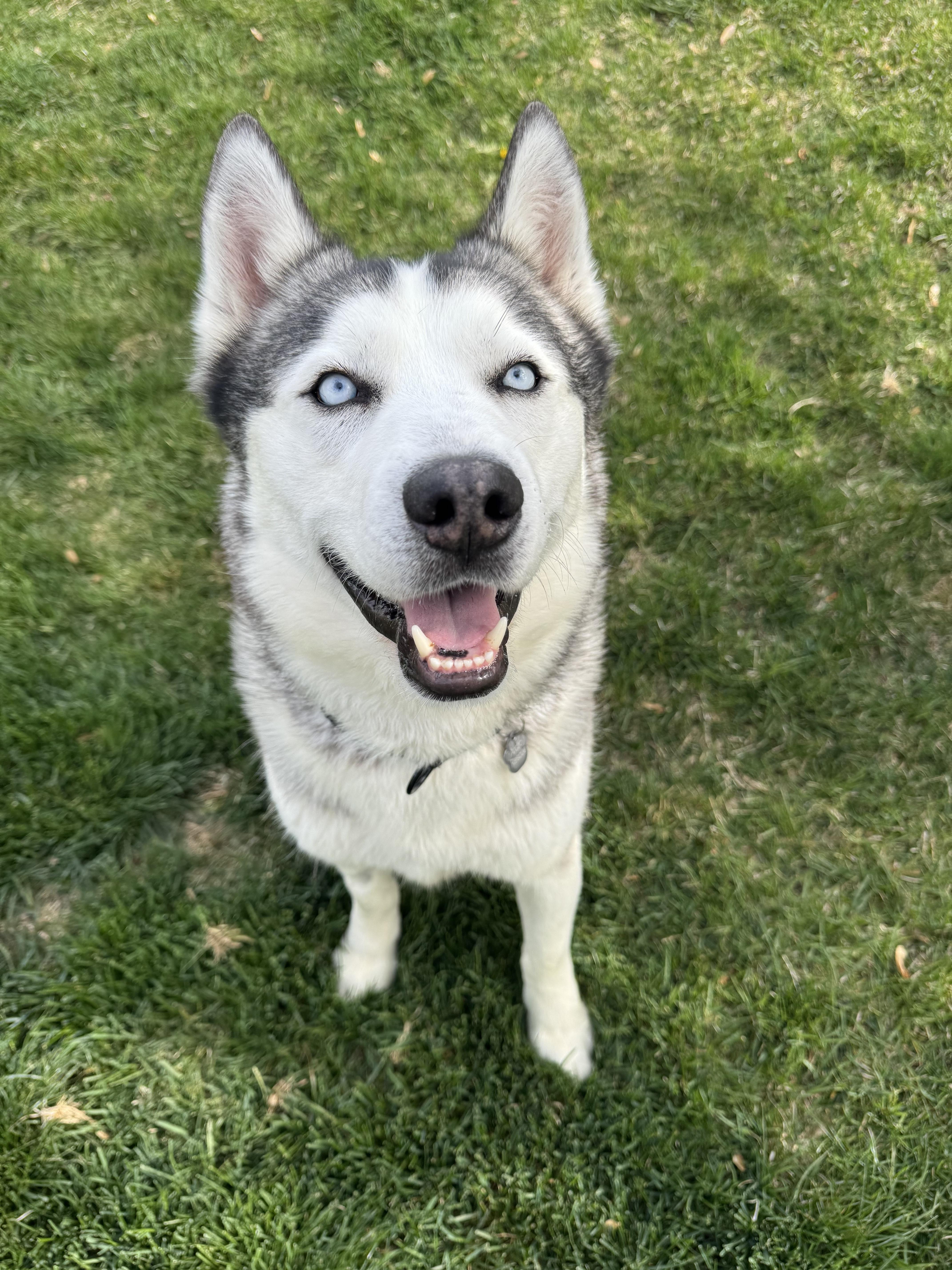 Enlarge Rocky, a Adoptable Siberian Husky in Cottonwood Heights, UT image 5/6