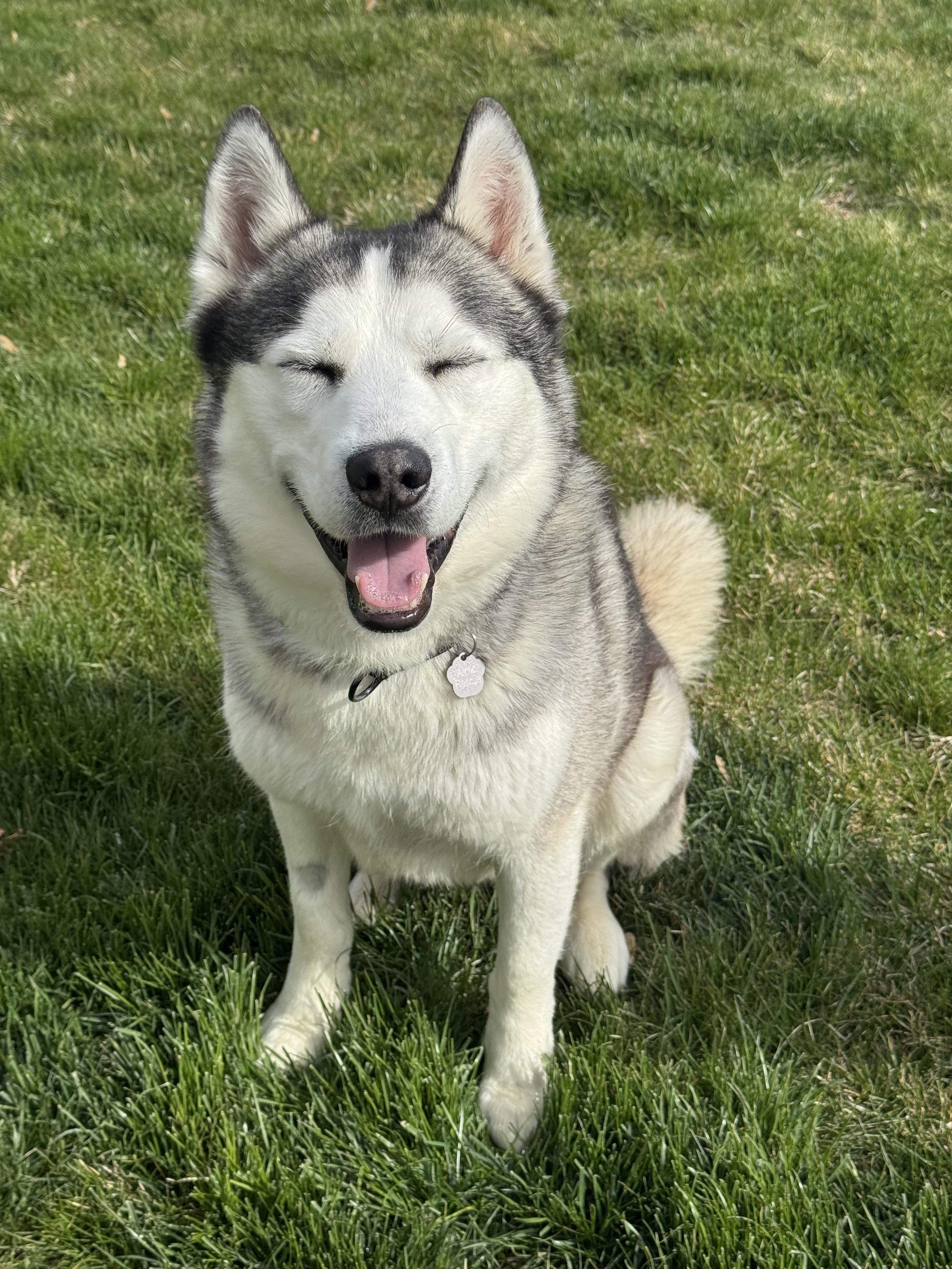 Enlarge Rocky, a Adoptable Siberian Husky in Cottonwood Heights, UT image 6/6