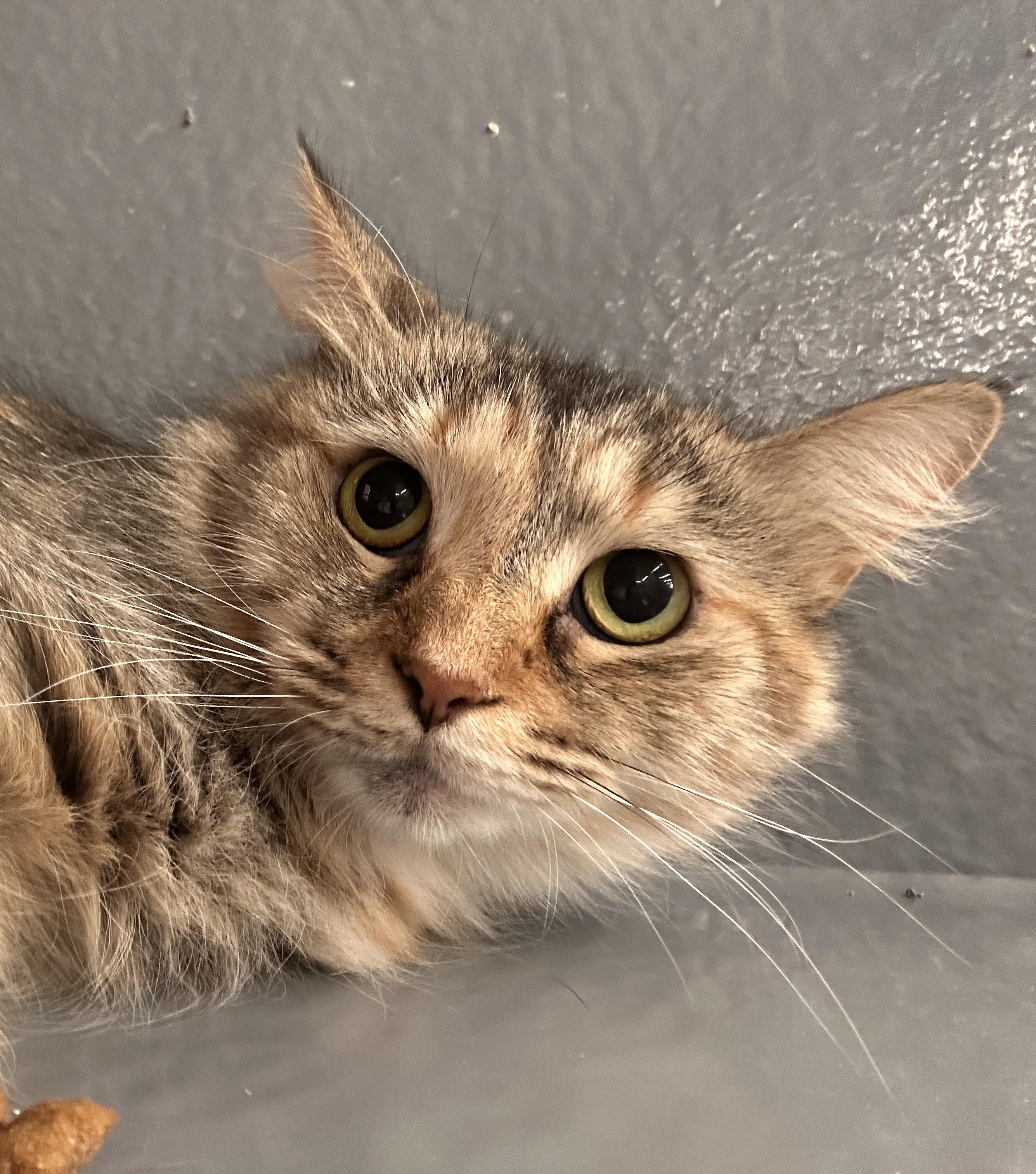 Tally, a Adoptable Tortoiseshell in Hendersonville, TN image 1/5