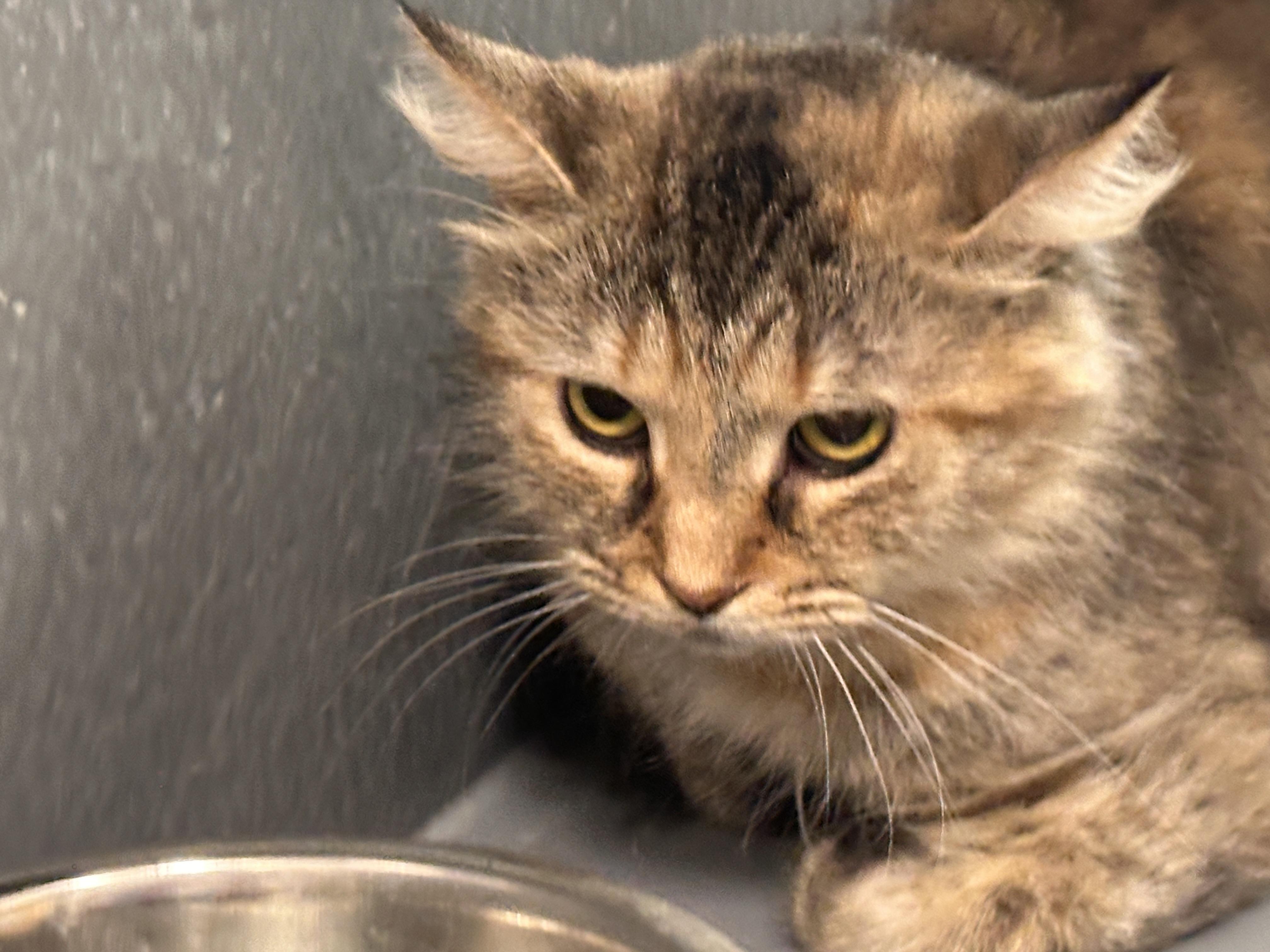 Tally, a Adoptable Tortoiseshell in Hendersonville, TN image 2/5