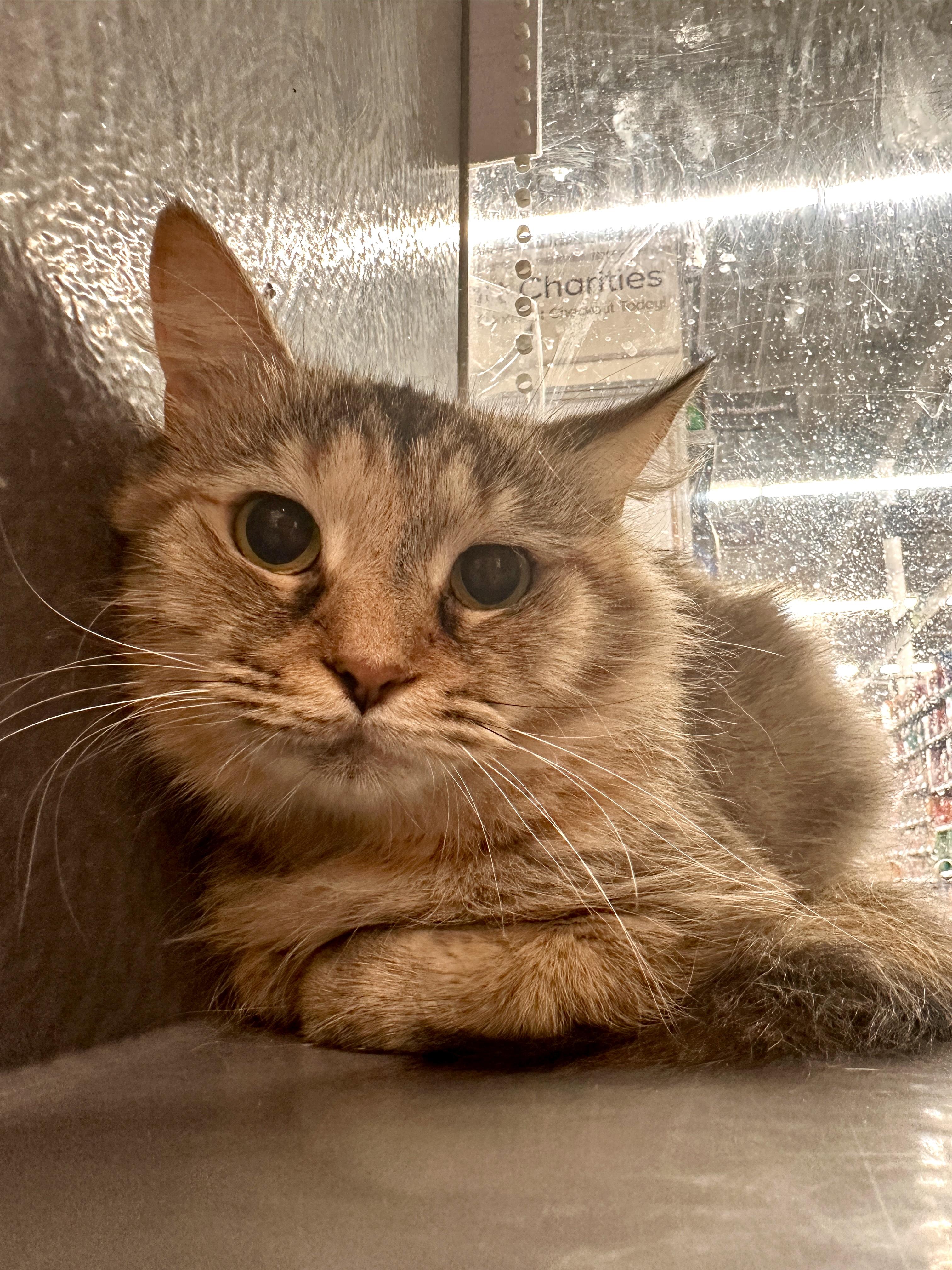 Tally, a Adoptable Tortoiseshell in Hendersonville, TN image 3/5