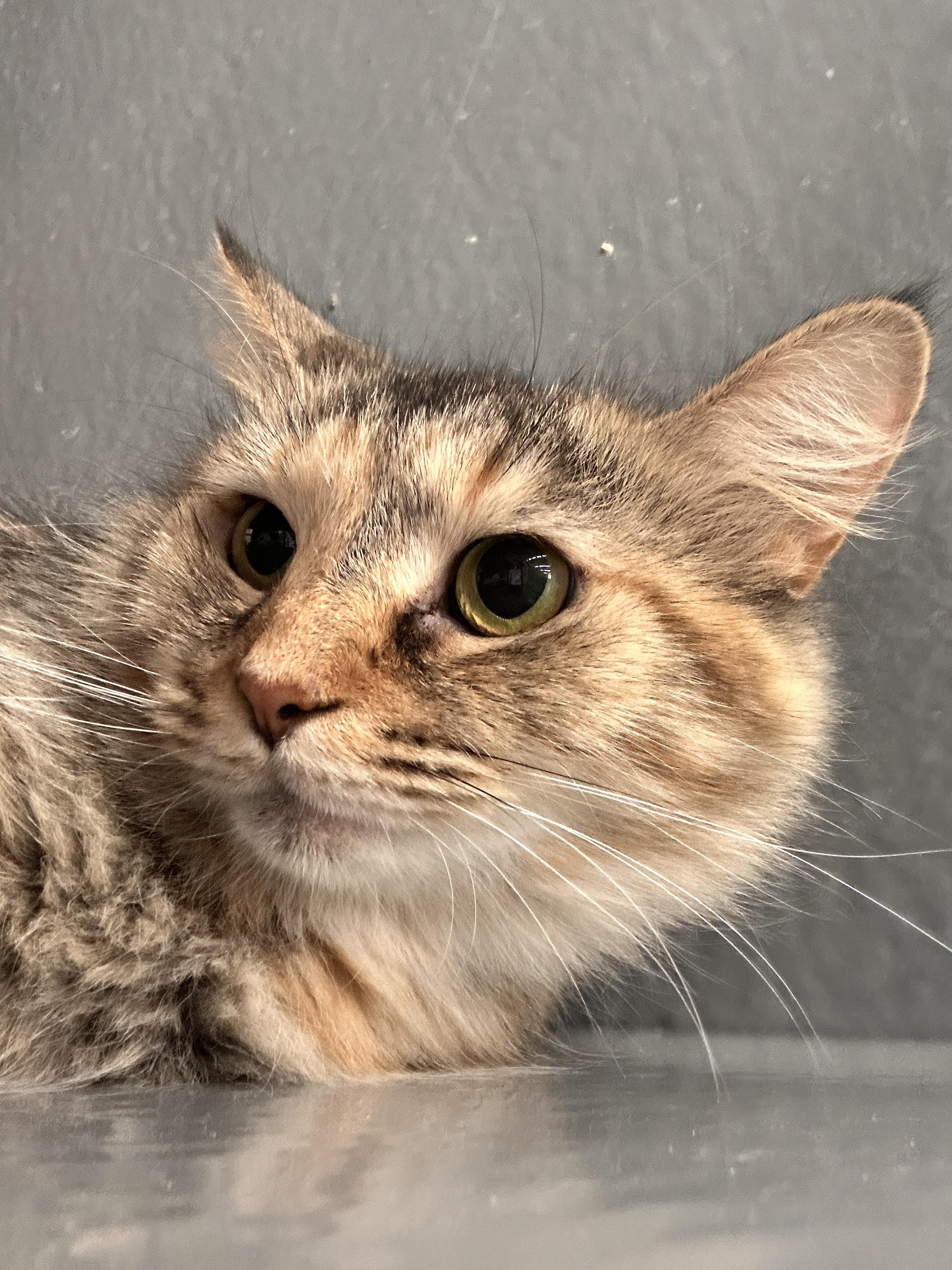 Tally, a Adoptable Tortoiseshell in Hendersonville, TN image 4/5