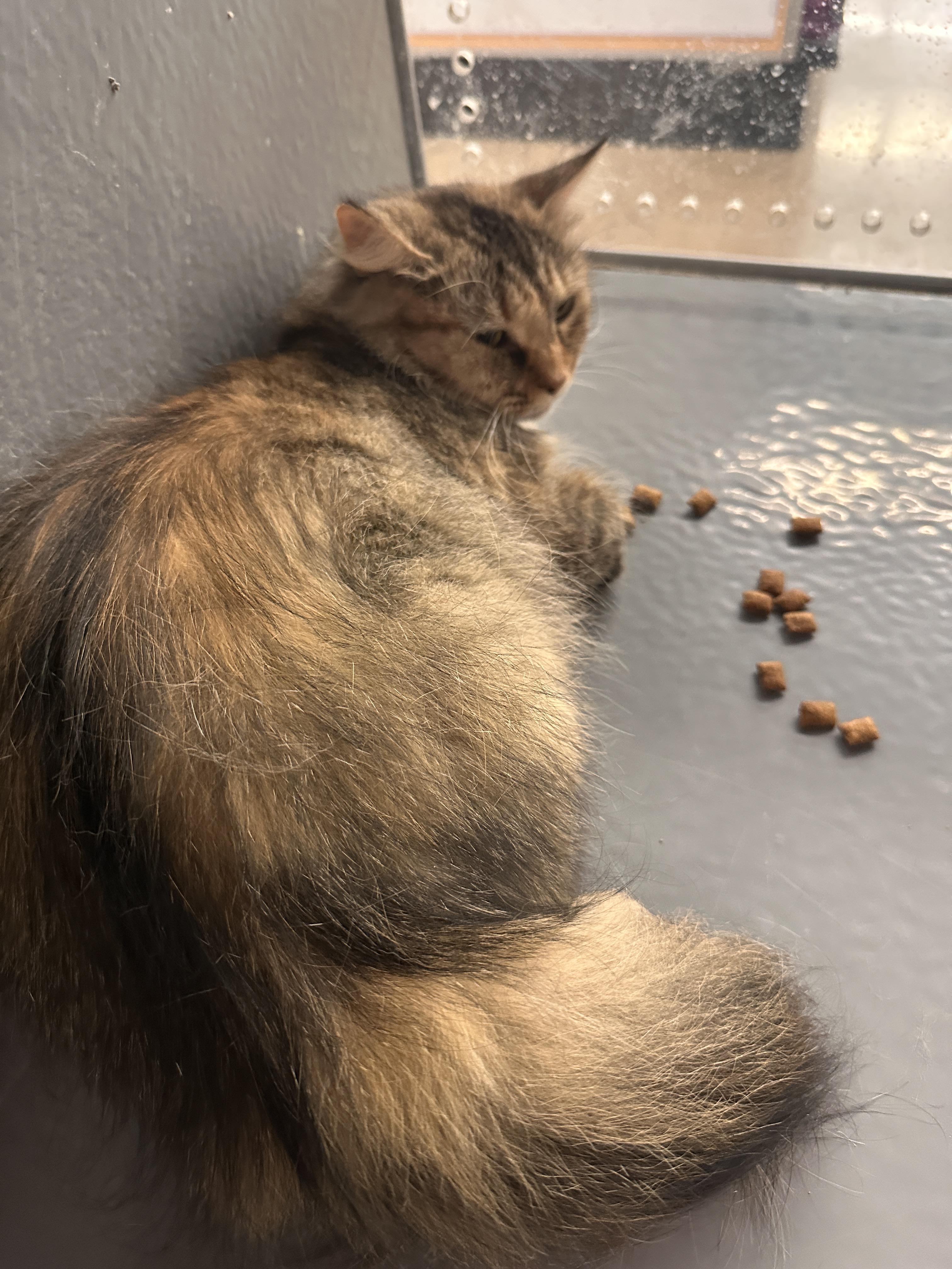 Tally, a Adoptable Tortoiseshell in Hendersonville, TN image 5/5