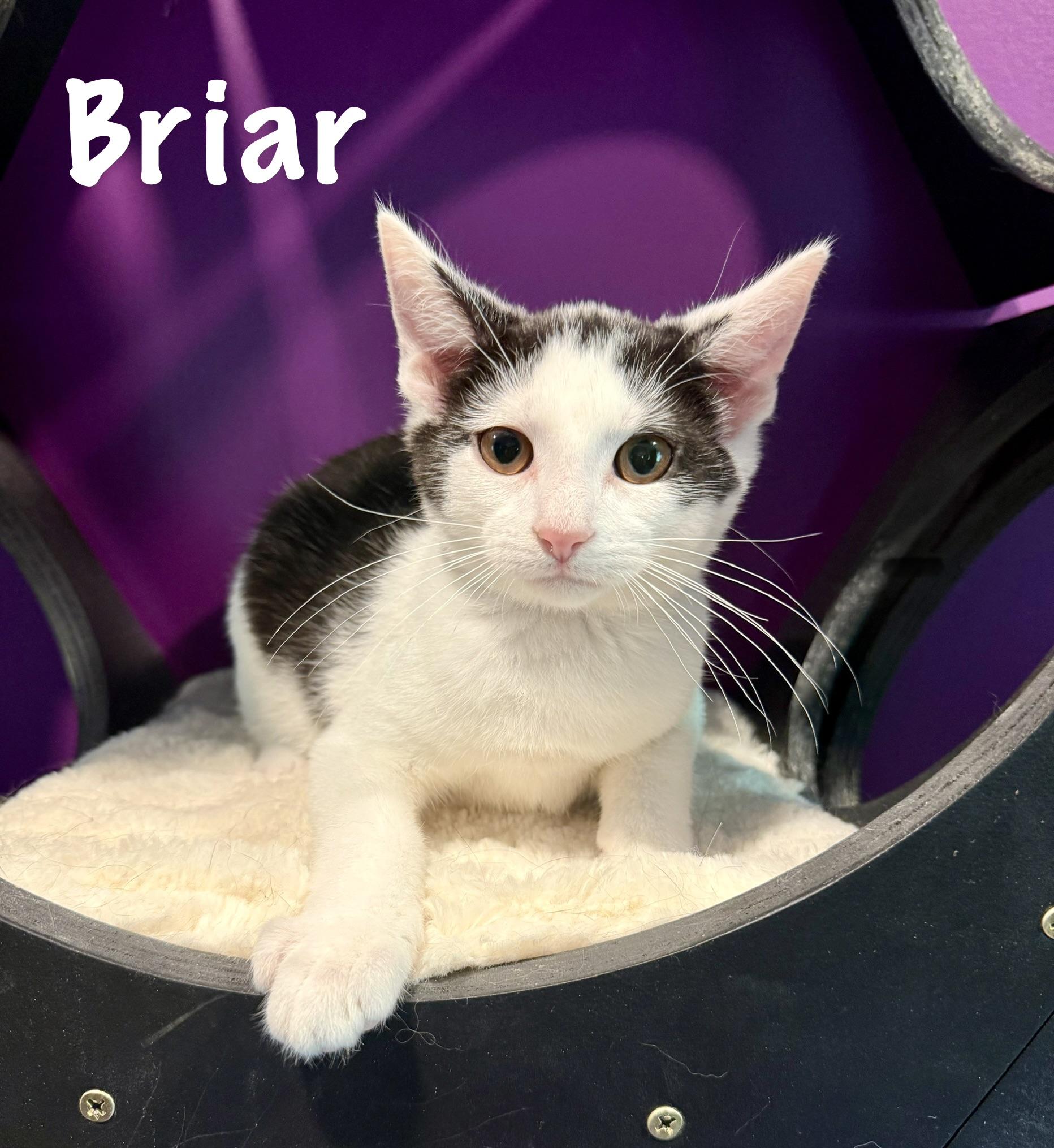 Briar, adopted, Kitten Male Domestic Short Hair.