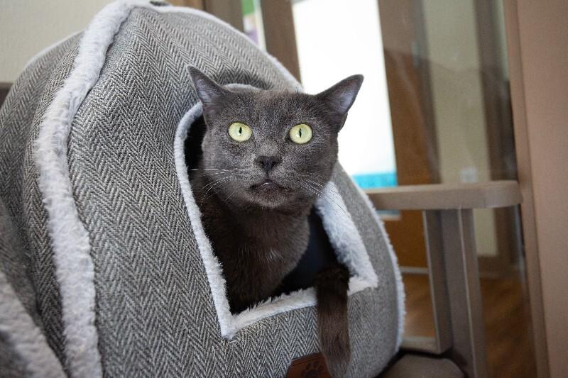 Anishka, Adoptable, Adult Female Domestic Short Hair.