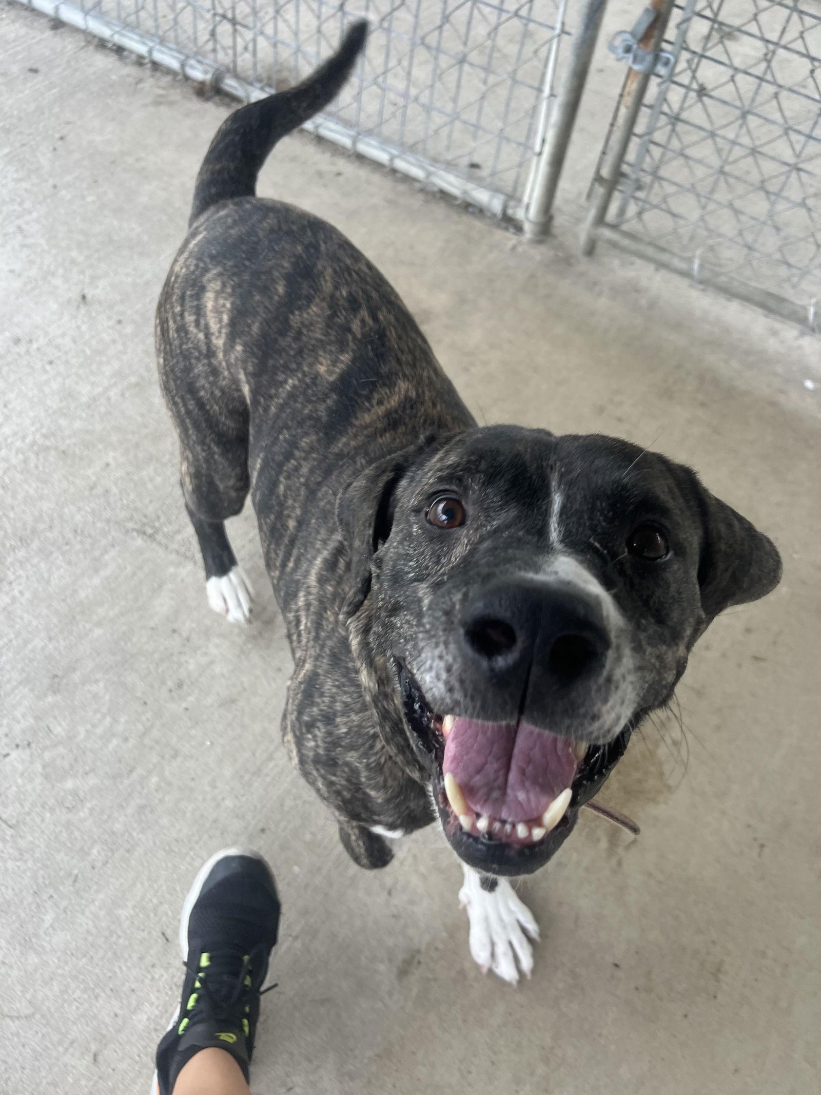 Deano, Adopted, Adult Male Boxer & Mastiff.