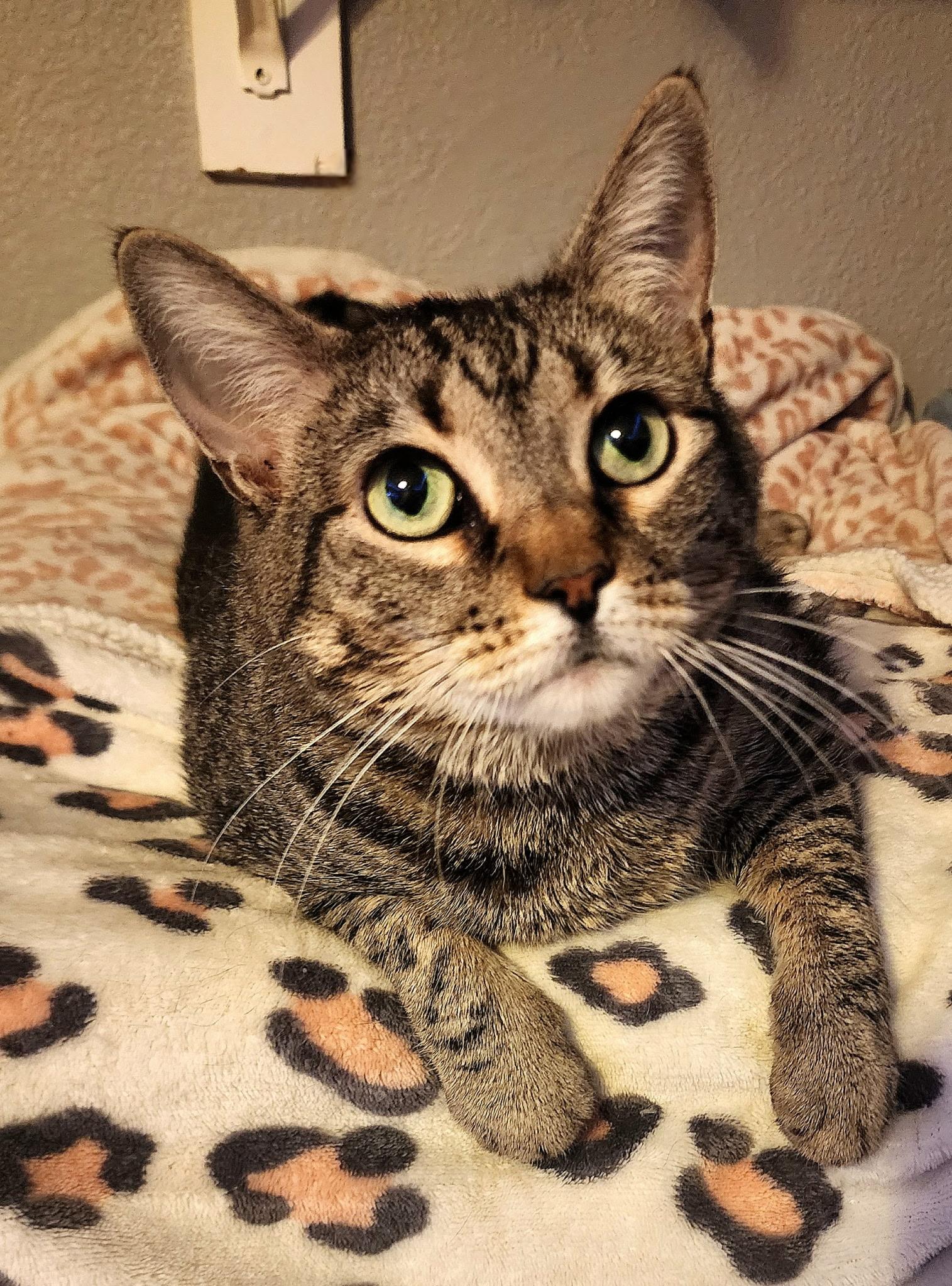 Miss Kitty, Adult Female Domestic Short Hair