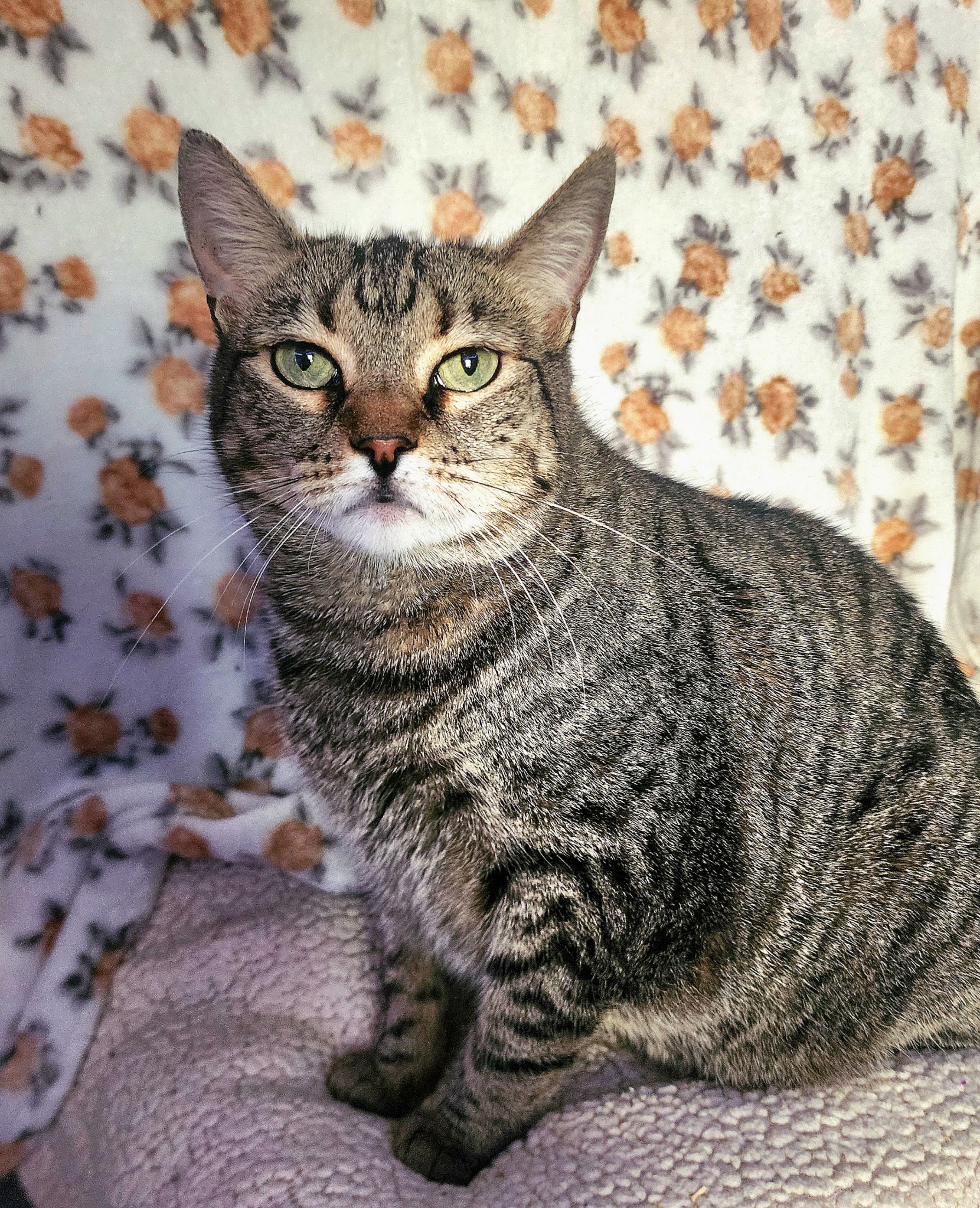 Miss Kitty photo 2