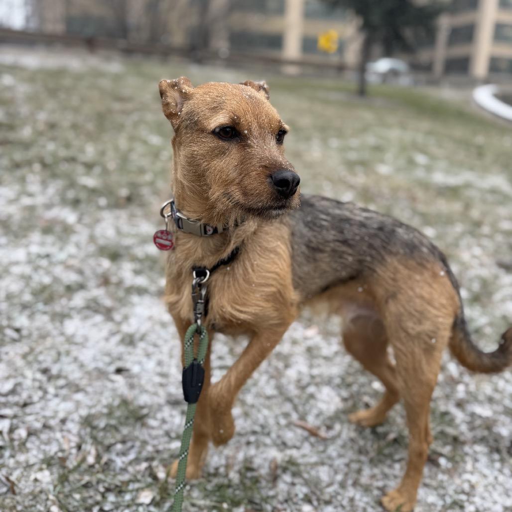Enlarge Mineo, a Adoptable Terrier in New York, NY image 1/6