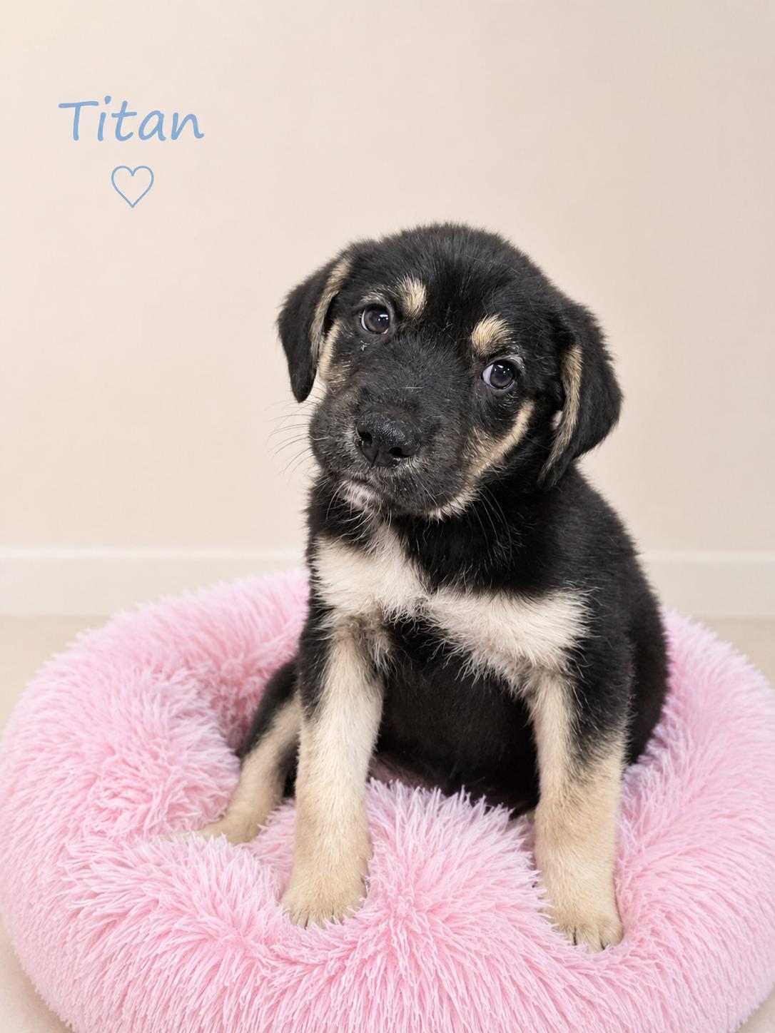 Titan, ADOPTABLE, Puppy Male Mixed Breed.
