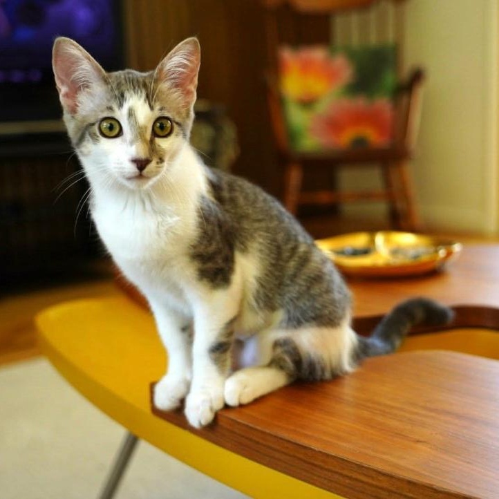 Lizzo, a Adoptable Domestic Short Hair in La Canada, CA image 2/3