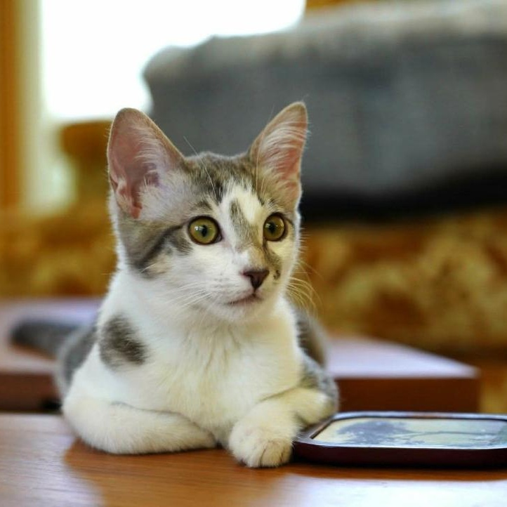 Lizzo, a Adoptable Domestic Short Hair in La Canada, CA image 1/3