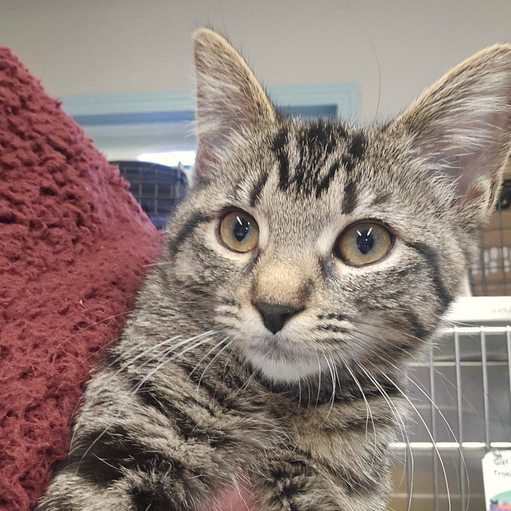 Sparkle, Adoptable, Kitten Female Domestic Short Hair.