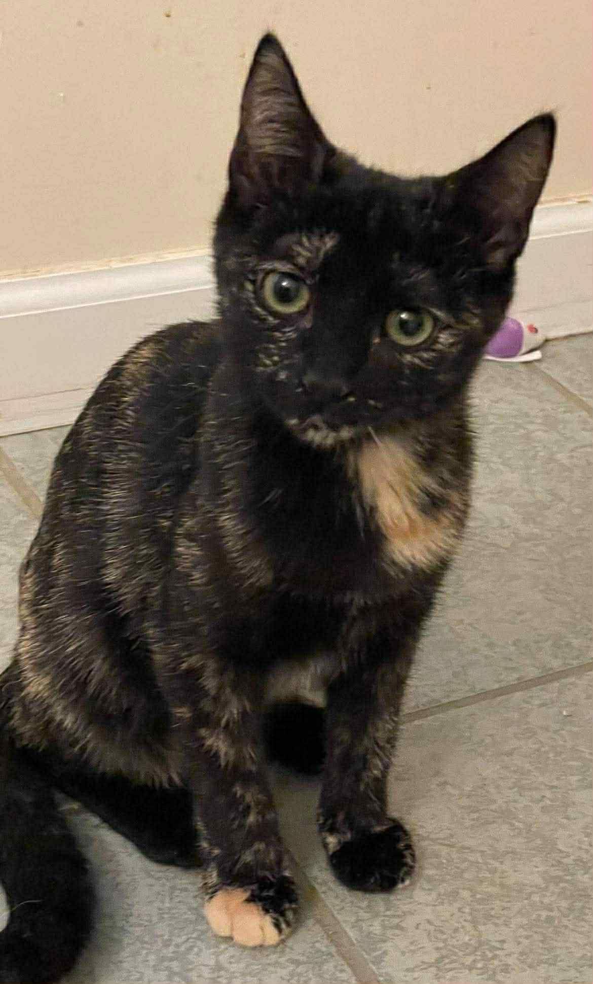 Enlarge Polly, a Adopted Domestic Short Hair in Gettysburg, PA image 1/2