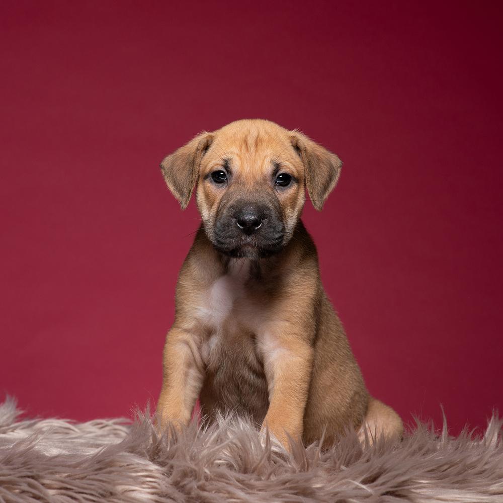 Ross (Dynamic Duo Litter), Adoptable, Puppy Male Labrador Retriever & Shar-Pei.