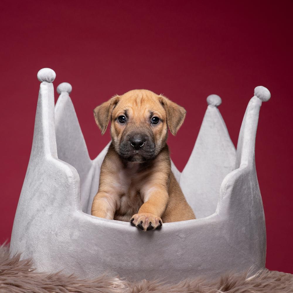 Enlarge Ross (Dynamic Duo Litter), a Adoptable mixed breed in New Albany, OH image 2/3