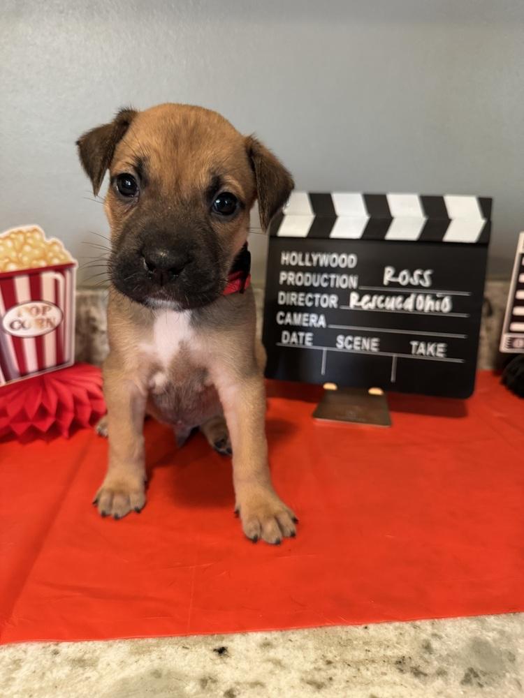 Enlarge Ross (Dynamic Duo Litter), a Adoptable mixed breed in New Albany, OH image 3/3