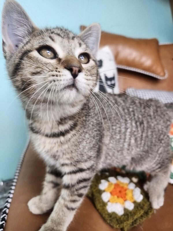 Comenii, Adoptable, Kitten Male Tabby.