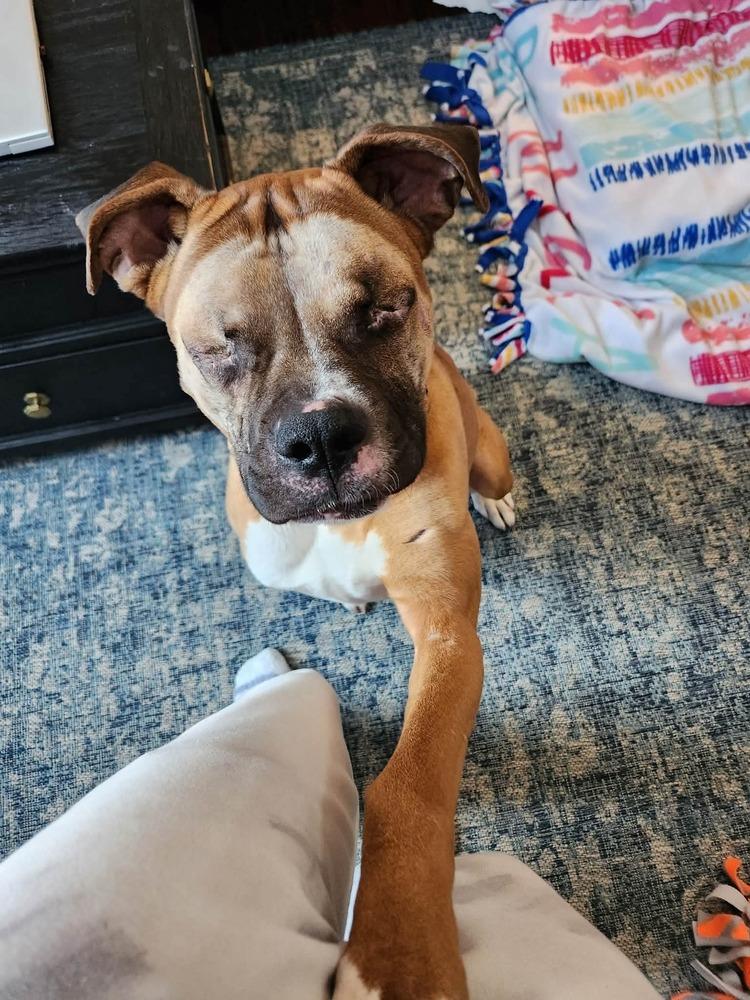 Buckley, Adoptable, Adult Male Boxer.