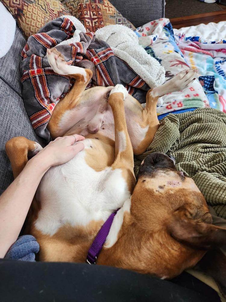 Enlarge Buckley, a Adoptable Boxer in Sanford, MI image 2/6