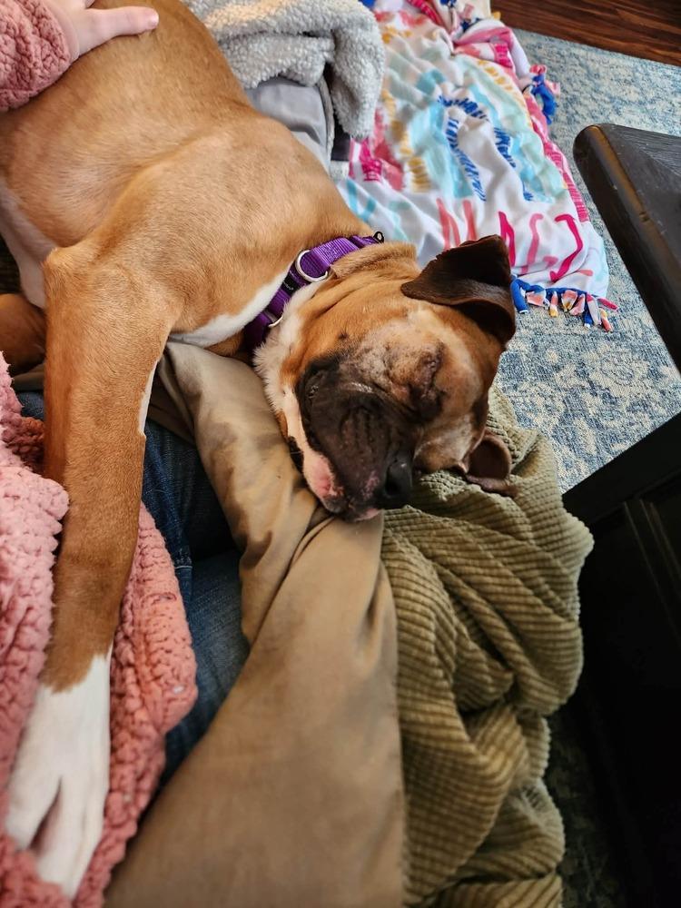 Enlarge Buckley, a Adoptable Boxer in Sanford, MI image 3/6