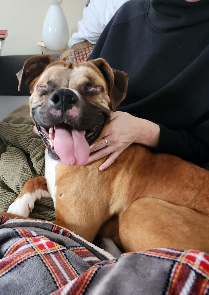 Enlarge Buckley, a Adoptable Boxer in Sanford, MI image 4/6