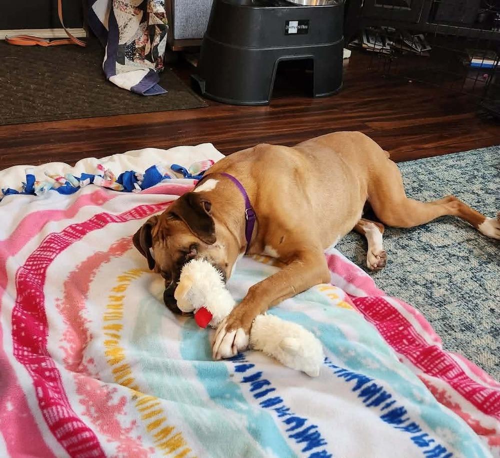 Enlarge Buckley, a Adoptable Boxer in Sanford, MI image 5/6