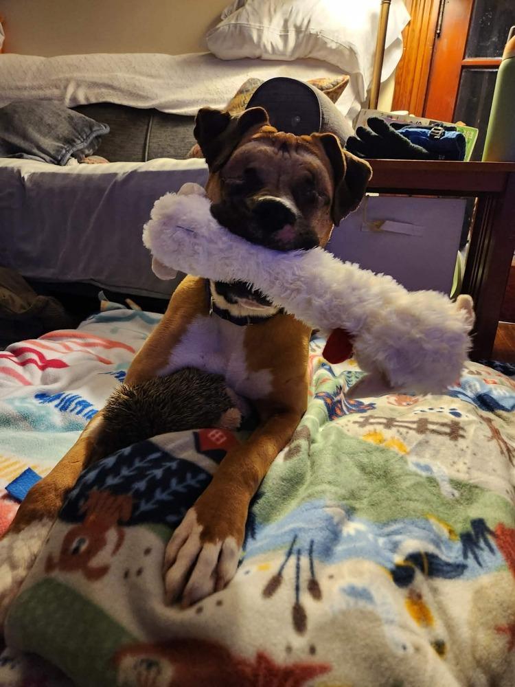 Enlarge Buckley, a Adoptable Boxer in Sanford, MI image 6/6