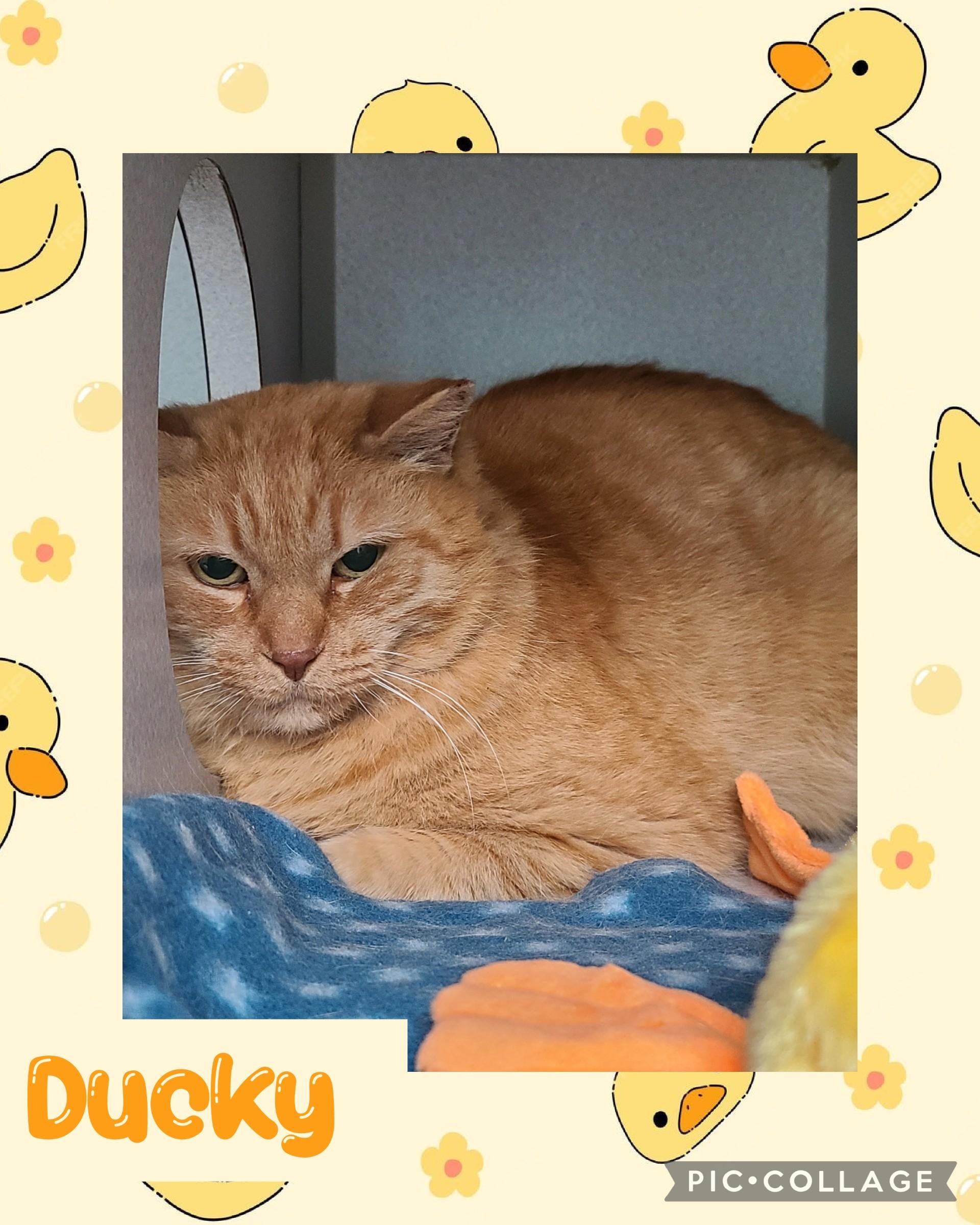 Enlarge Ducky, a ADOPTABLE Domestic Short Hair in Iron River, MI image 1/1