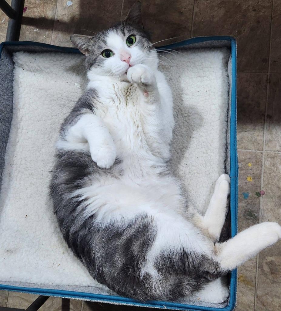 Swiss, Adoptable, Young Male Domestic Short Hair.