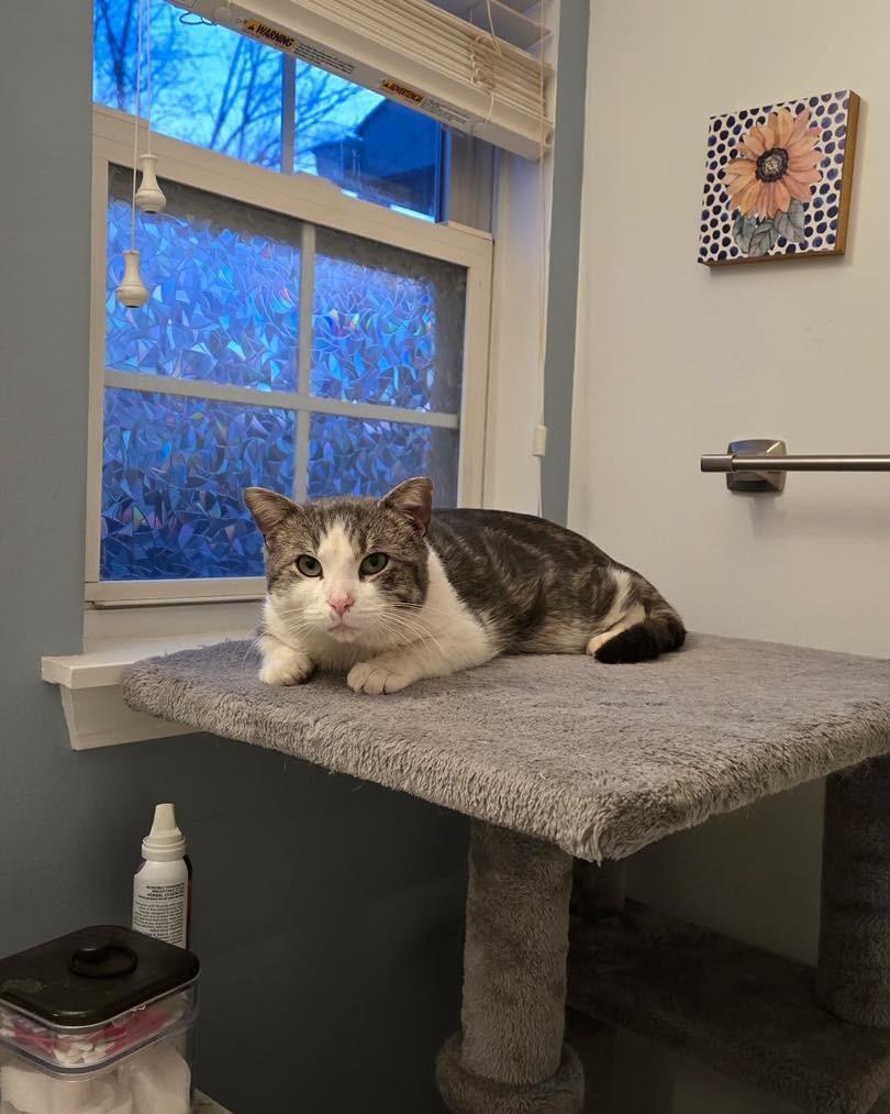 Enlarge Swiss, a Adoptable mixed breed in Libertyville, IL image 2/6