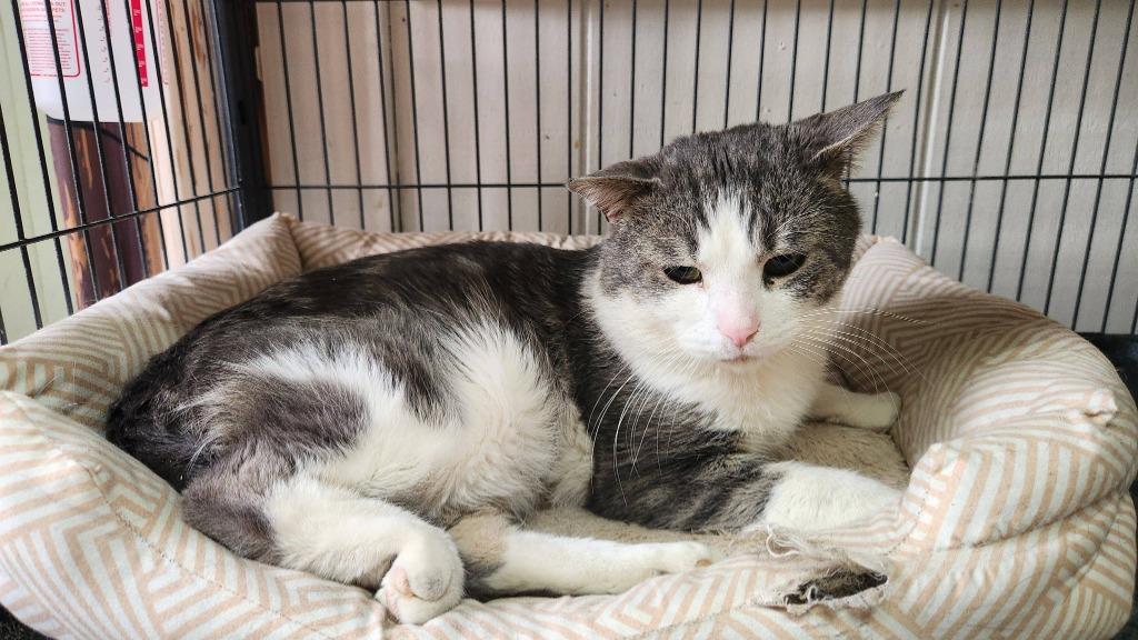 Enlarge Swiss, a Adoptable mixed breed in Libertyville, IL image 3/6