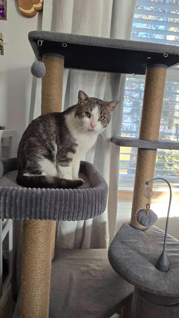 Enlarge Swiss, a Adoptable mixed breed in Libertyville, IL image 4/6