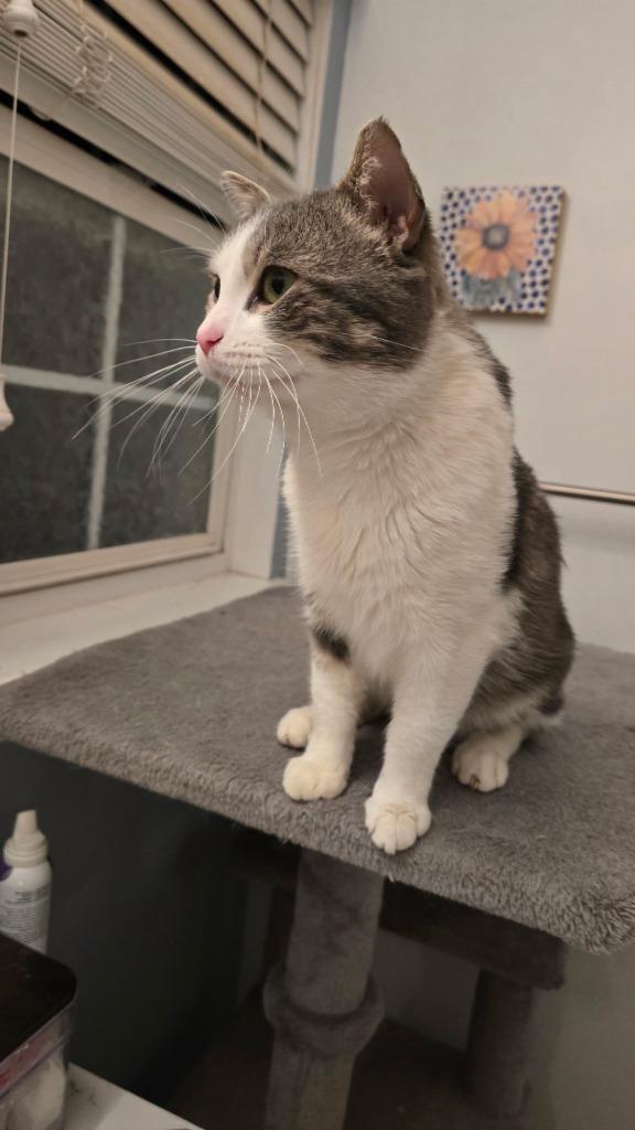 Enlarge Swiss, a Adoptable mixed breed in Libertyville, IL image 5/6