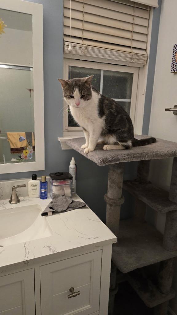 Enlarge Swiss, a Adoptable mixed breed in Libertyville, IL image 6/6