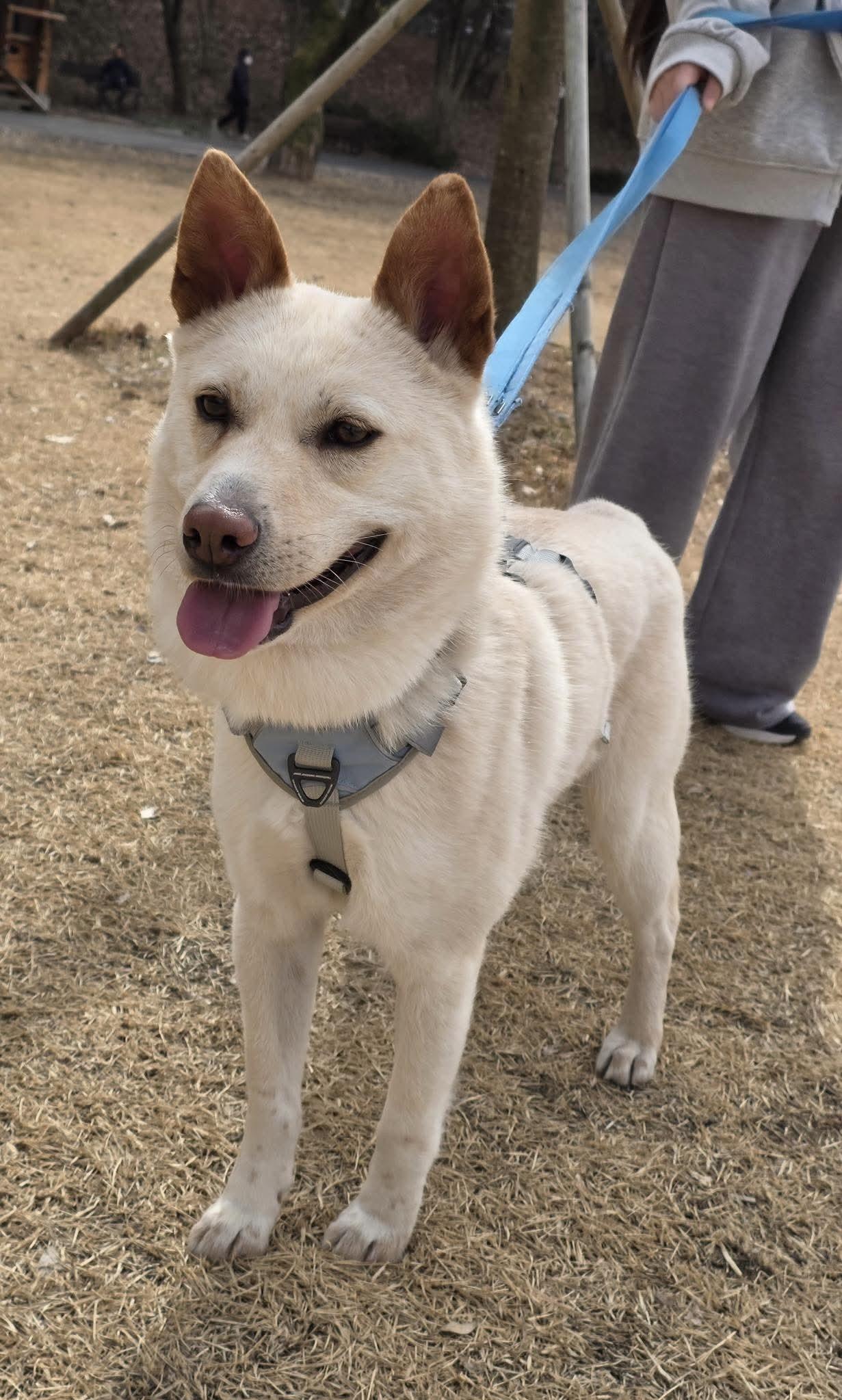 Enlarge Lope, a ADOPTABLE mixed breed in Philadelphia, PA image 3/6