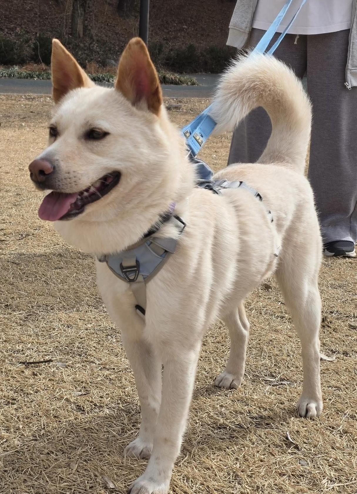 Enlarge Lope, a ADOPTABLE mixed breed in Philadelphia, PA image 6/6