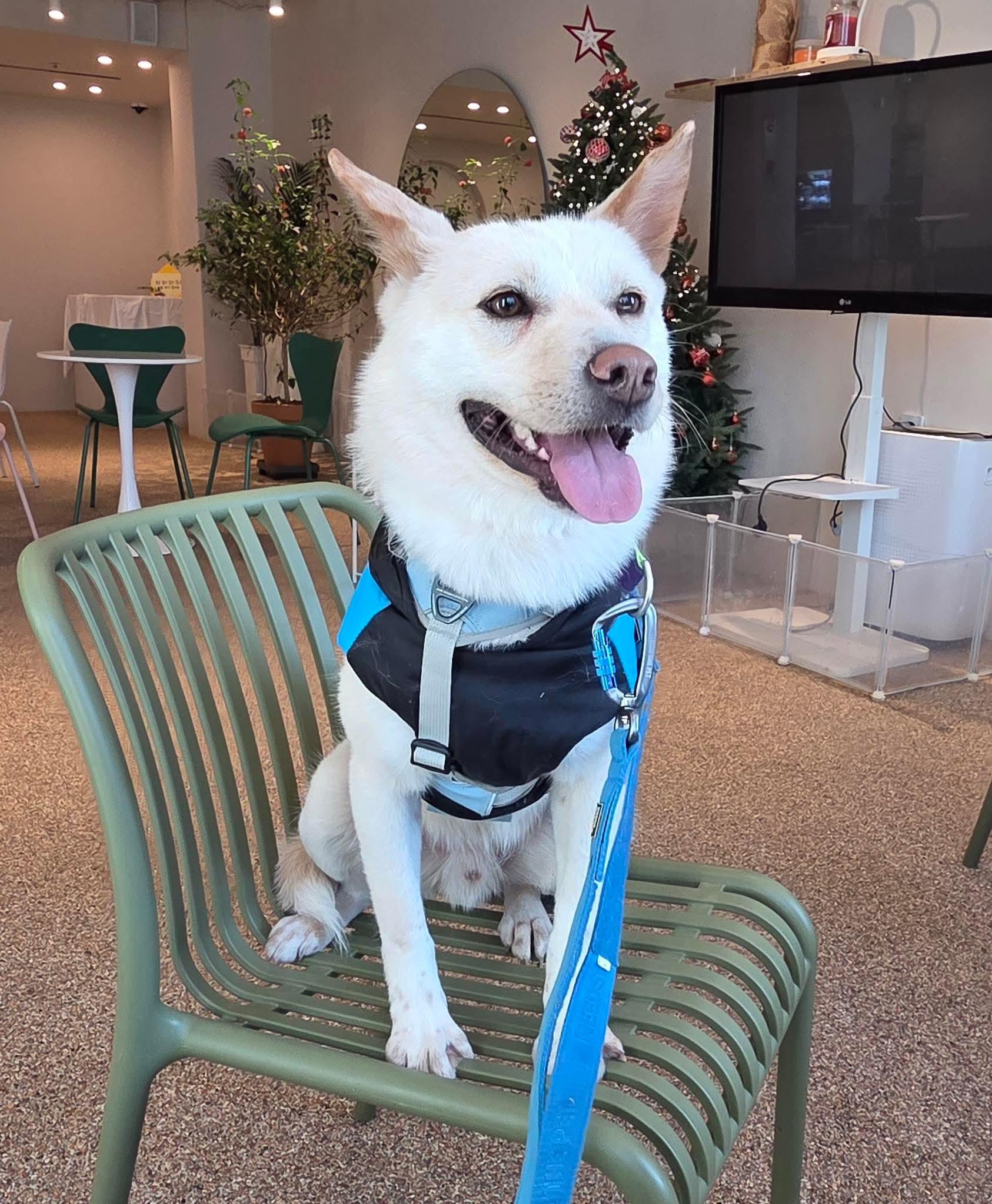 Enlarge Lope, a ADOPTABLE mixed breed in Philadelphia, PA image 5/6