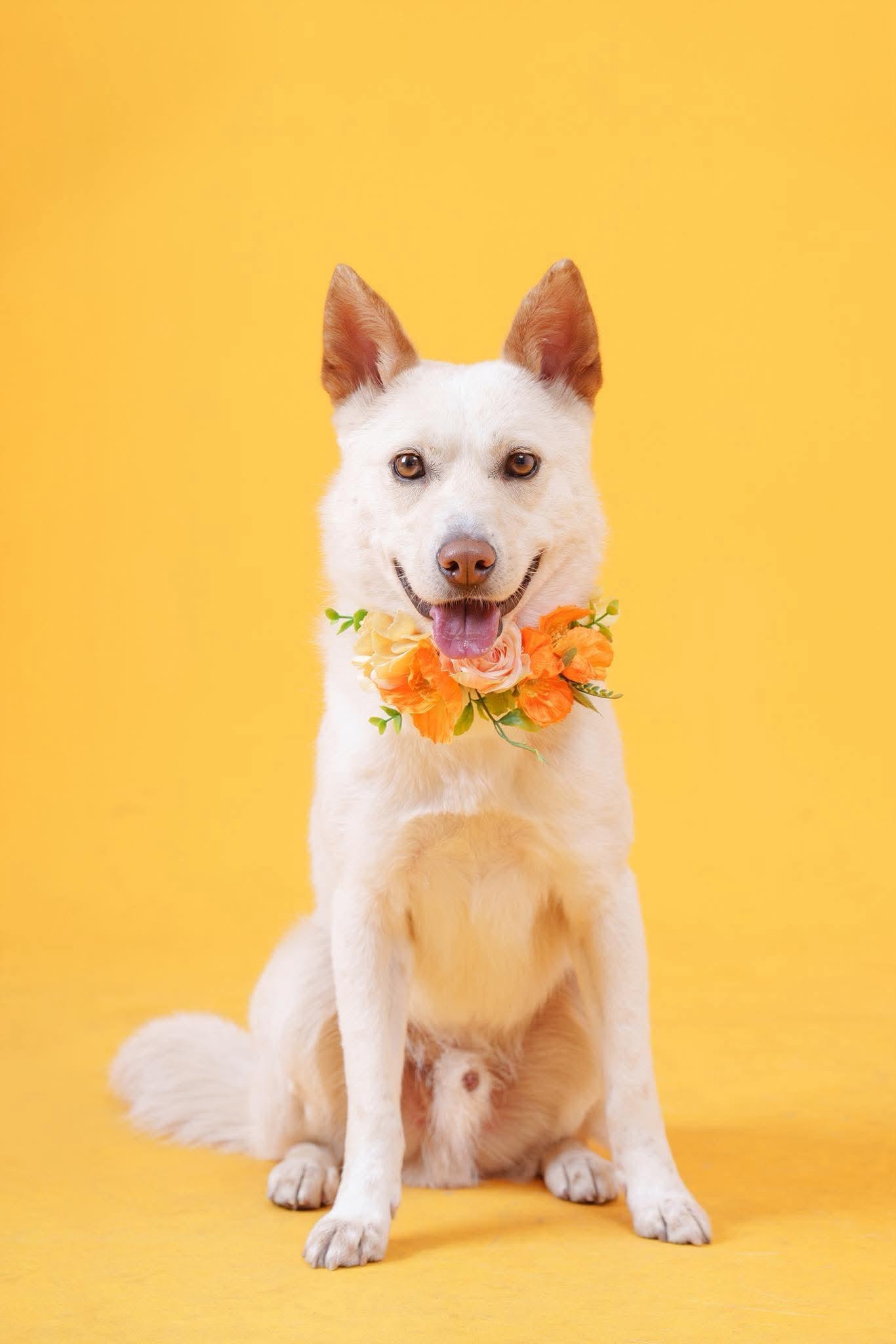 Lope, ADOPTABLE, Young Male Jindo.