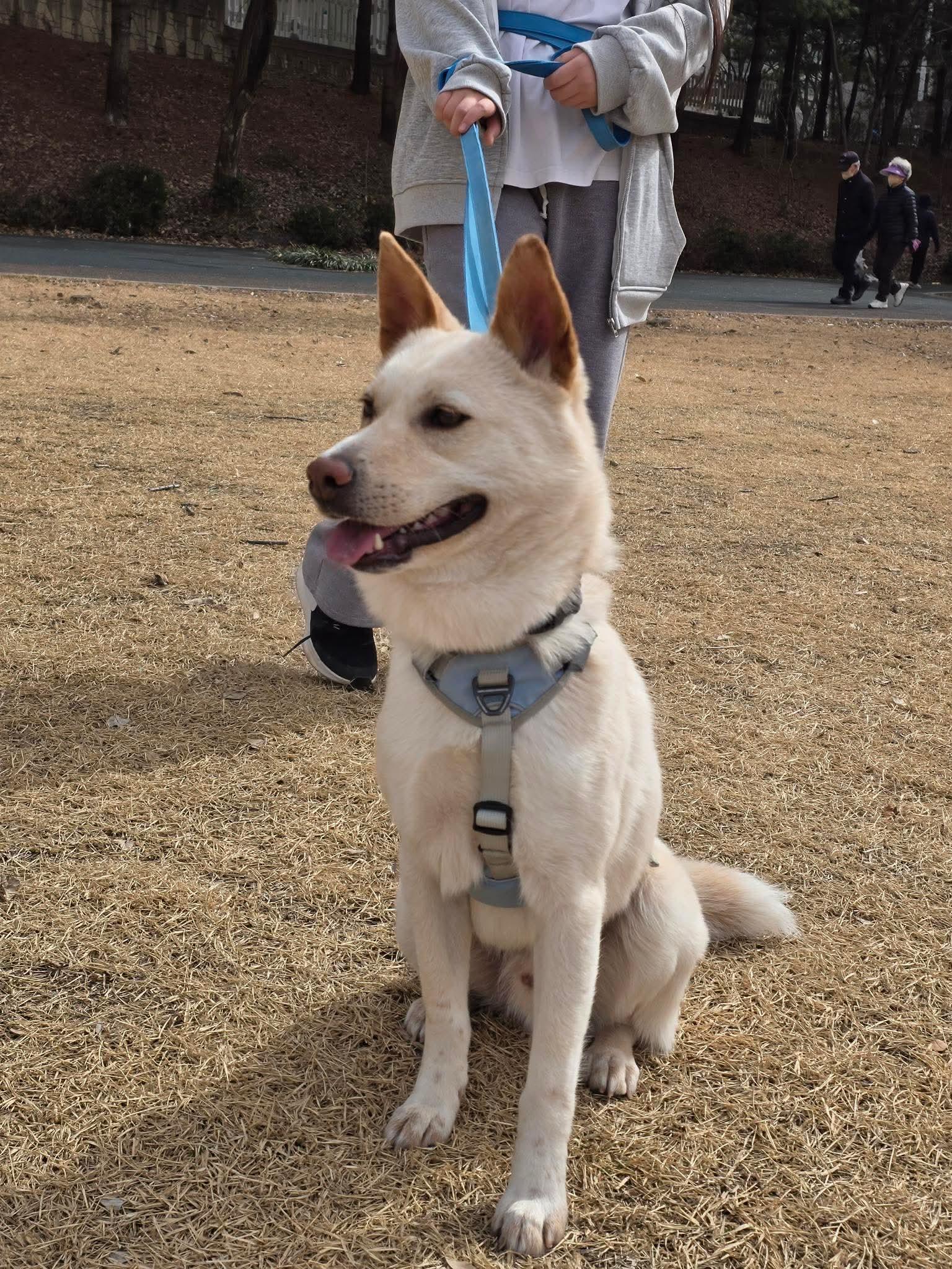 Enlarge Lope, a ADOPTABLE mixed breed in Philadelphia, PA image 4/6